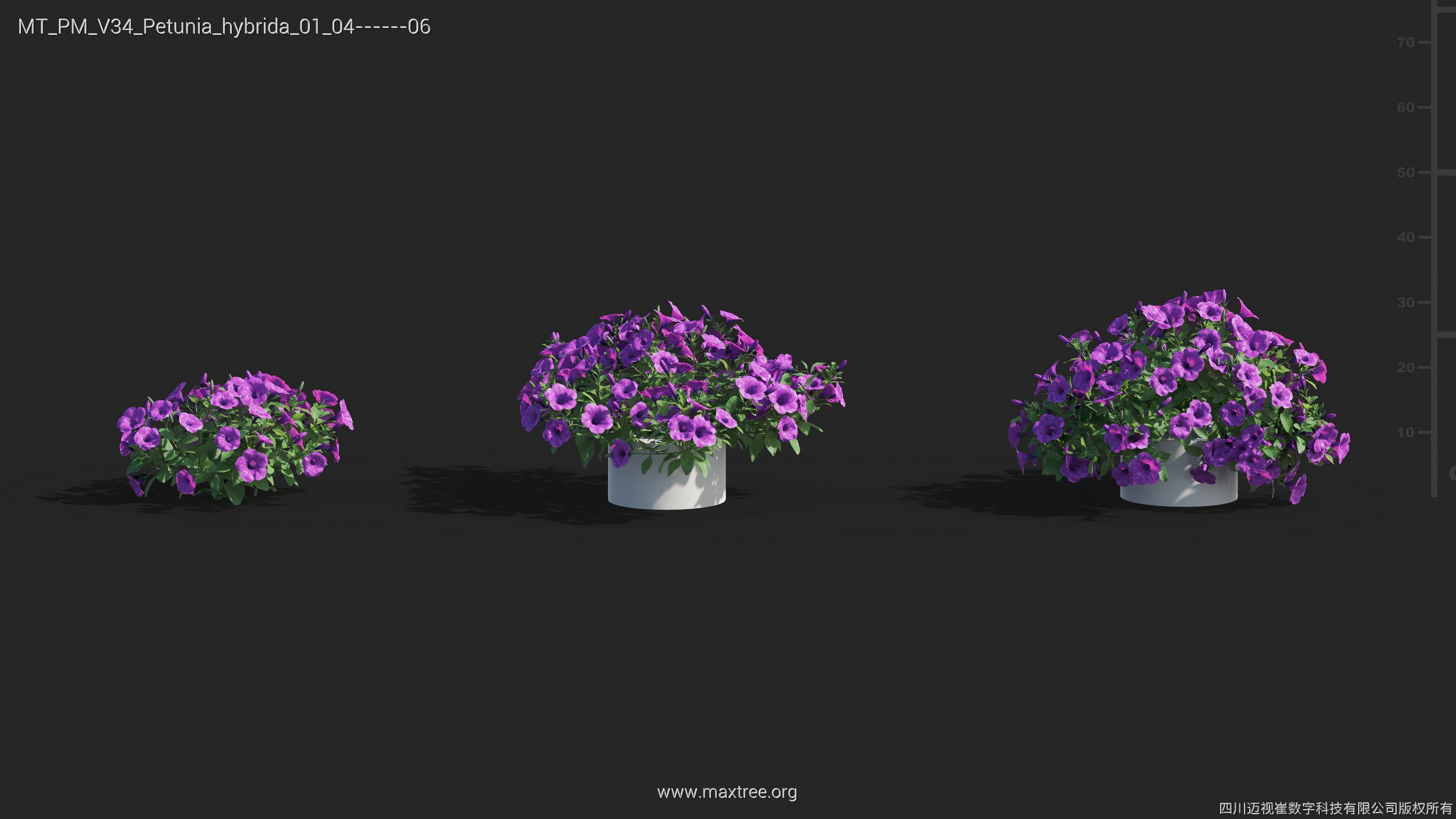 Maxtree Plant Models Vol 34 - Mesh 3D model_21