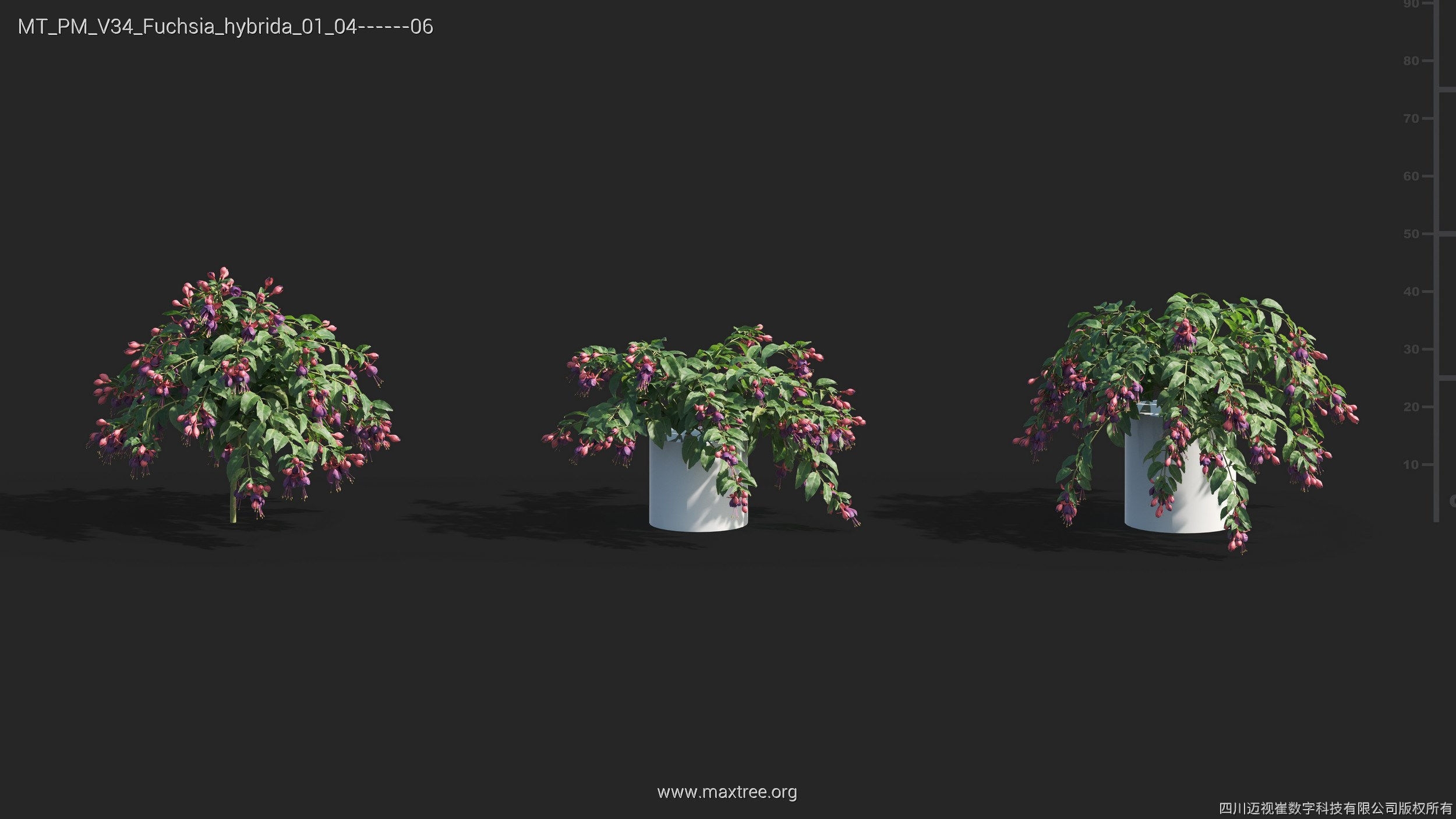 Maxtree Plant Models Vol 34 - Mesh 3D model_13