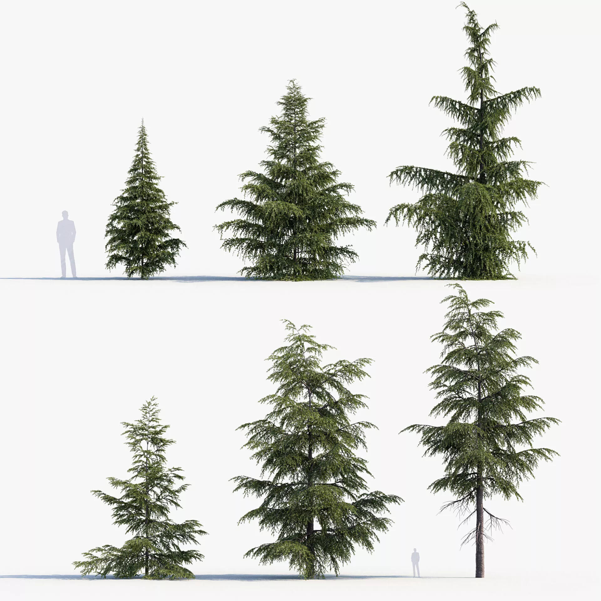 Himalayan cedar - Deodar cedar 3D model