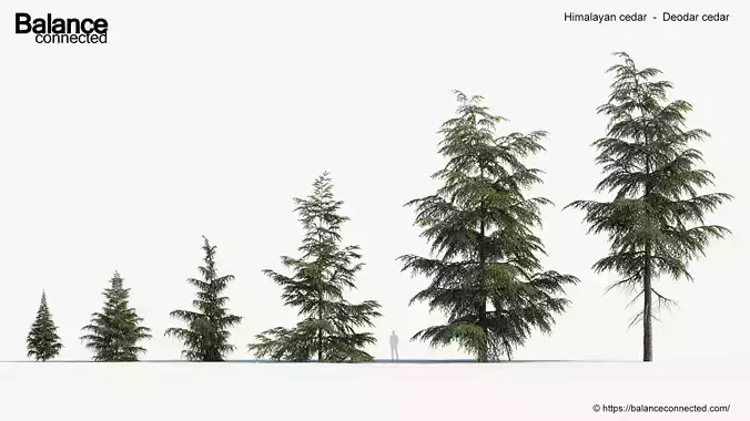 Himalayan cedar   Deodar cedar 3D model