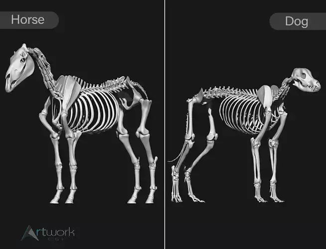 Horse and Dog skeleton