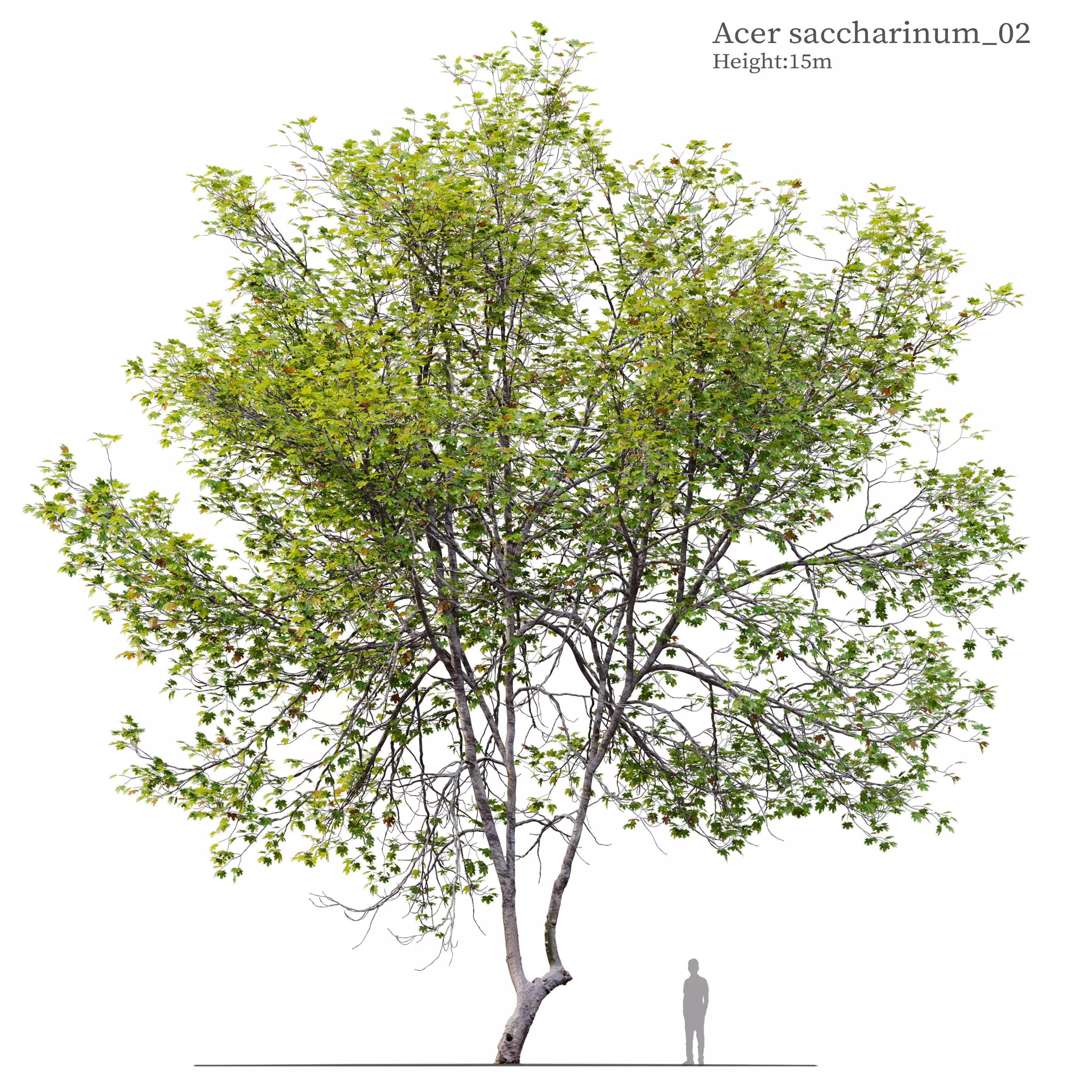 Acer Saccharinum 02 3D model