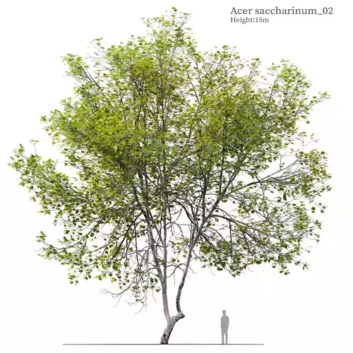 Acer Saccharinum 02