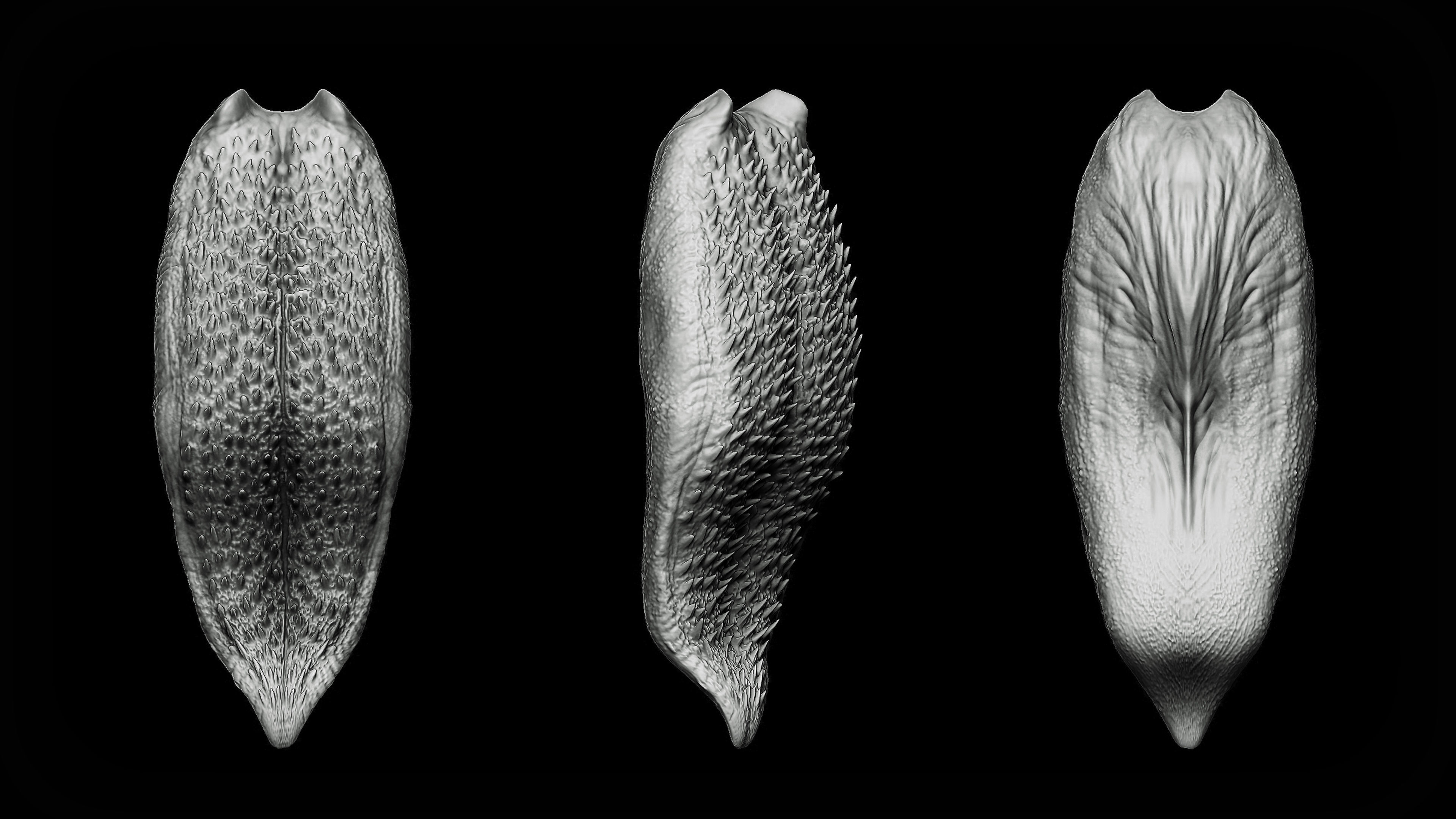 20 Tongues IMM Brush and OBJ 3D model_8