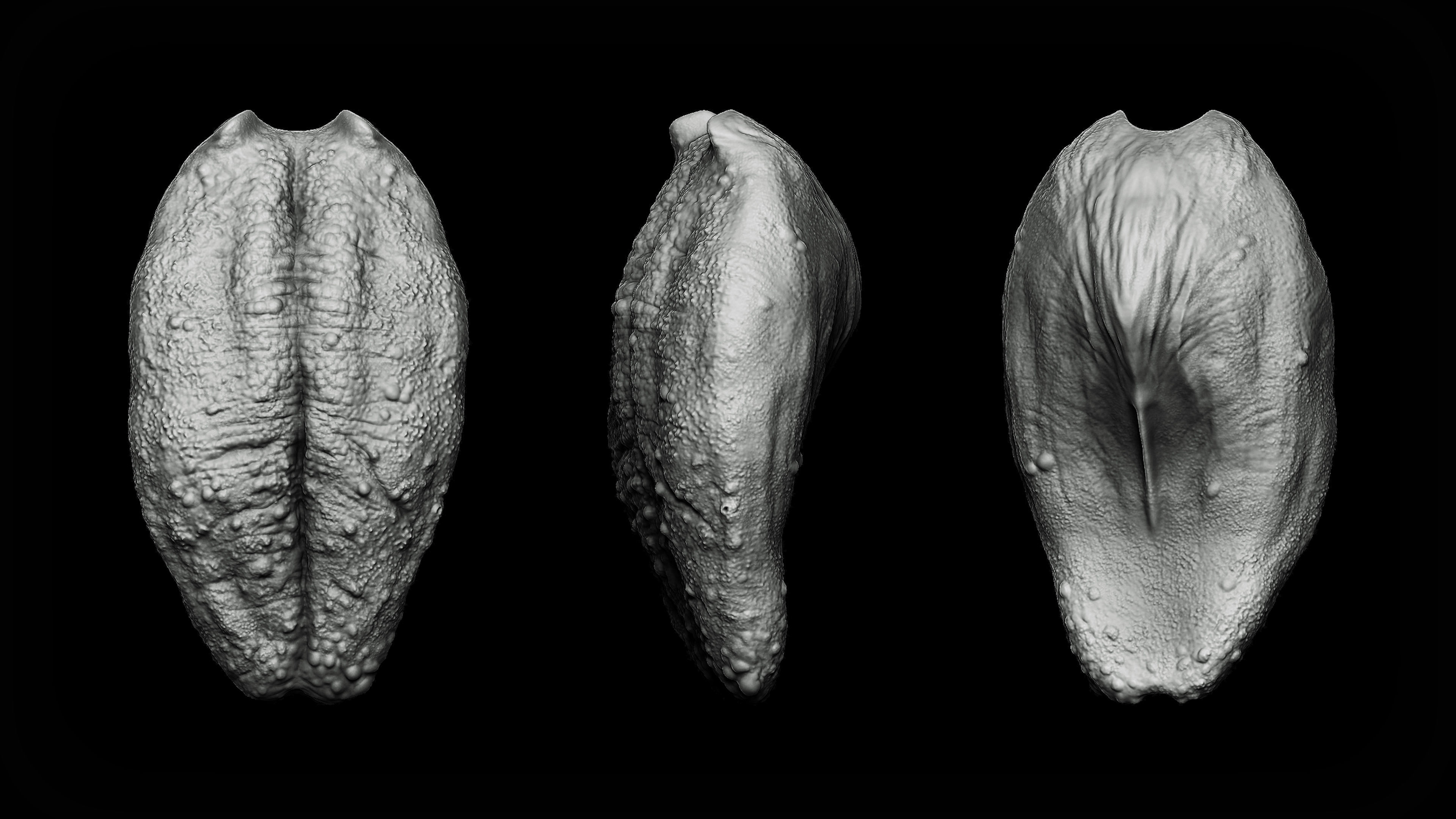 20 Tongues IMM Brush and OBJ 3D model_4