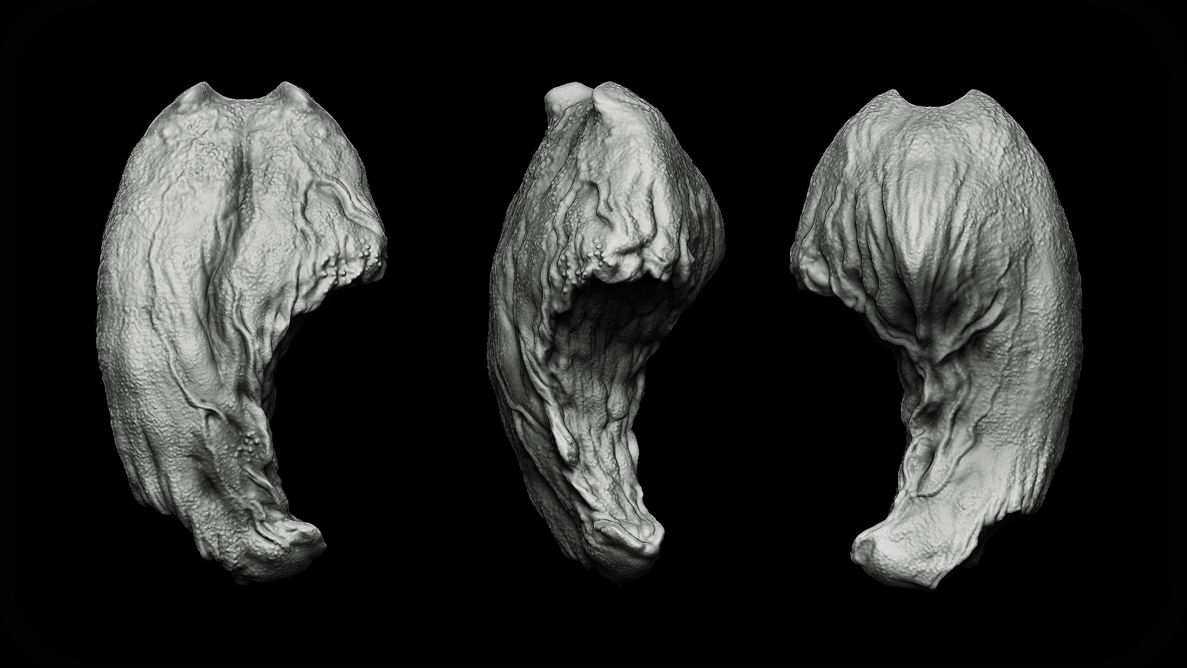 20 Tongues IMM Brush and OBJ 3D model_6