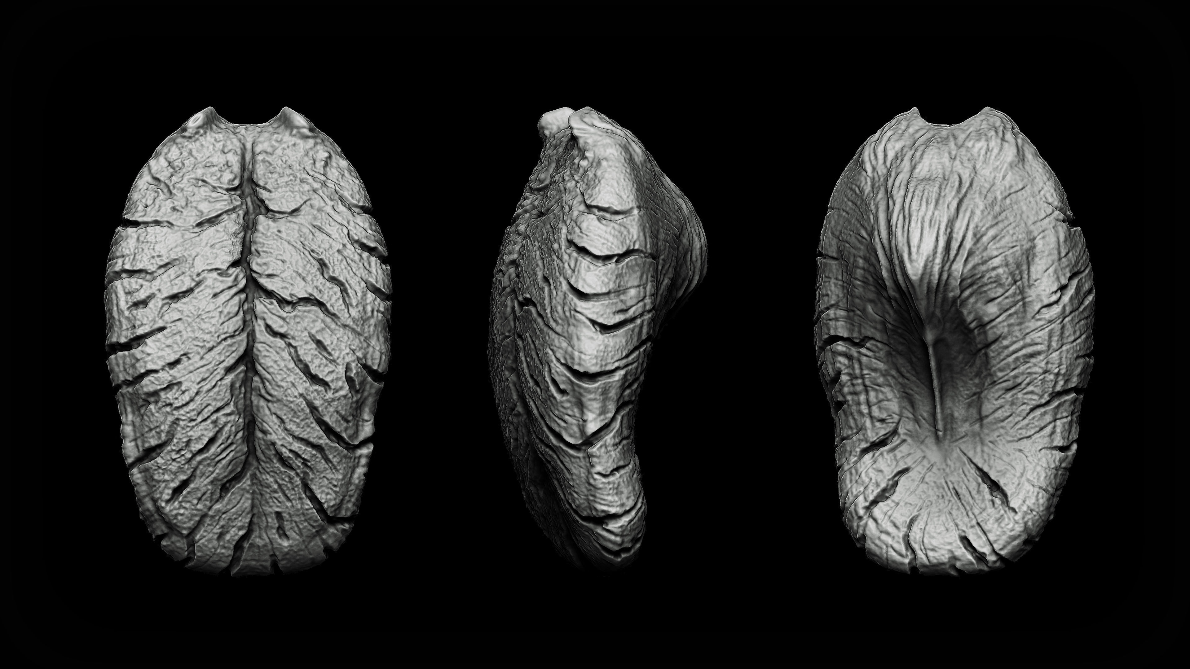 20 Tongues IMM Brush and OBJ 3D model_3