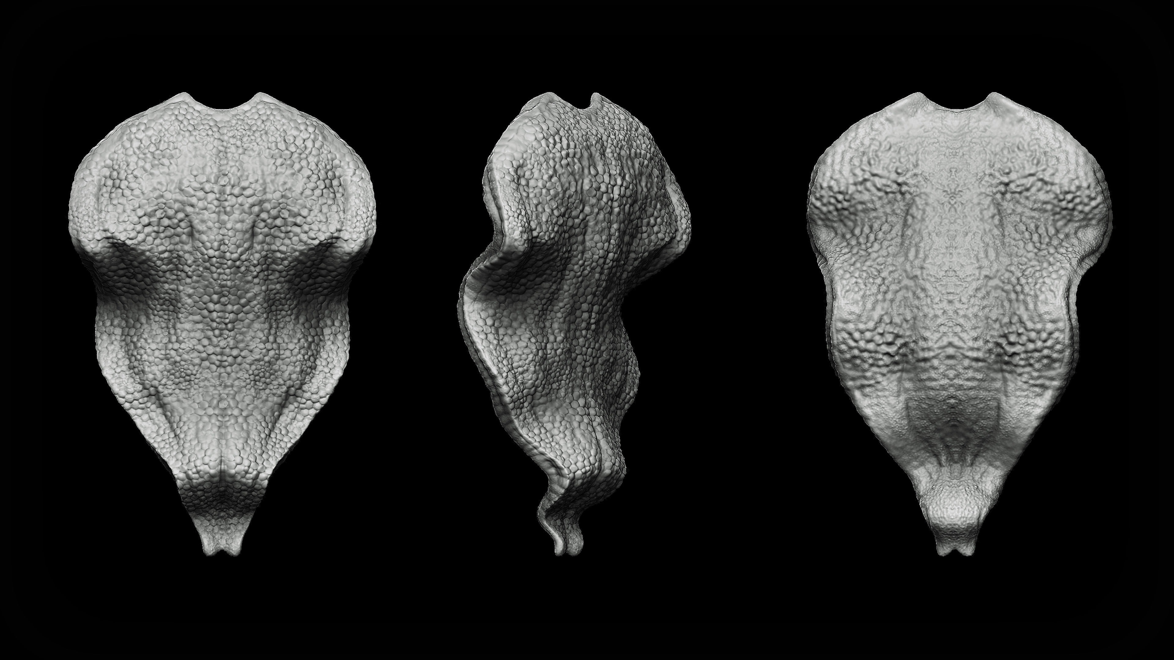 20 Tongues IMM Brush and OBJ 3D model_7