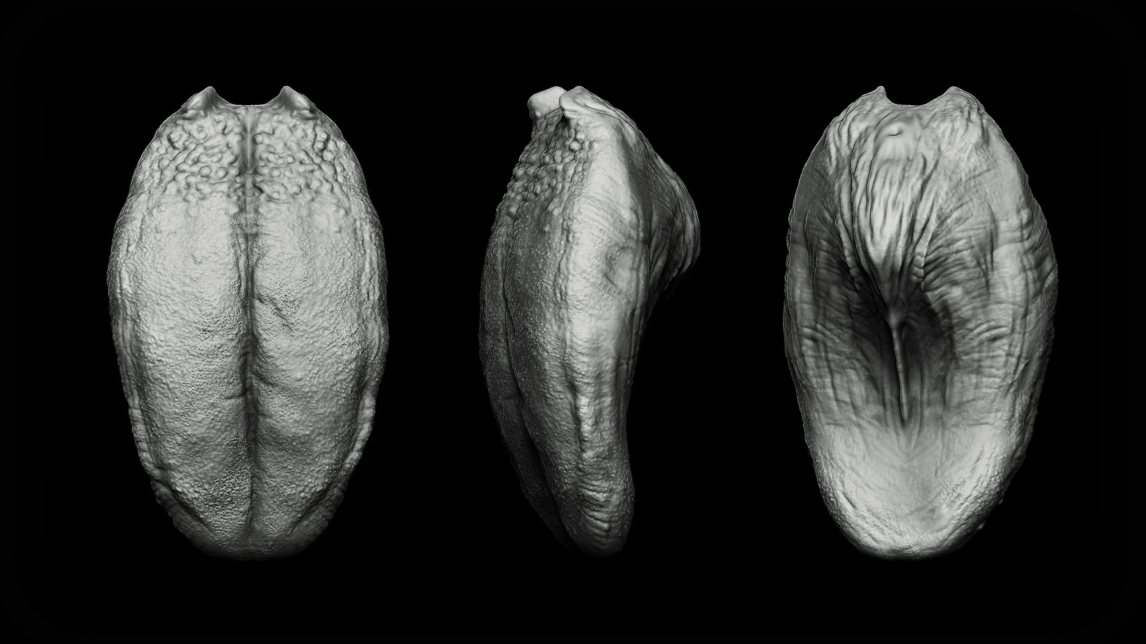 20 Tongues IMM Brush and OBJ 3D model_2