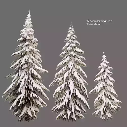 Winter norway spruce