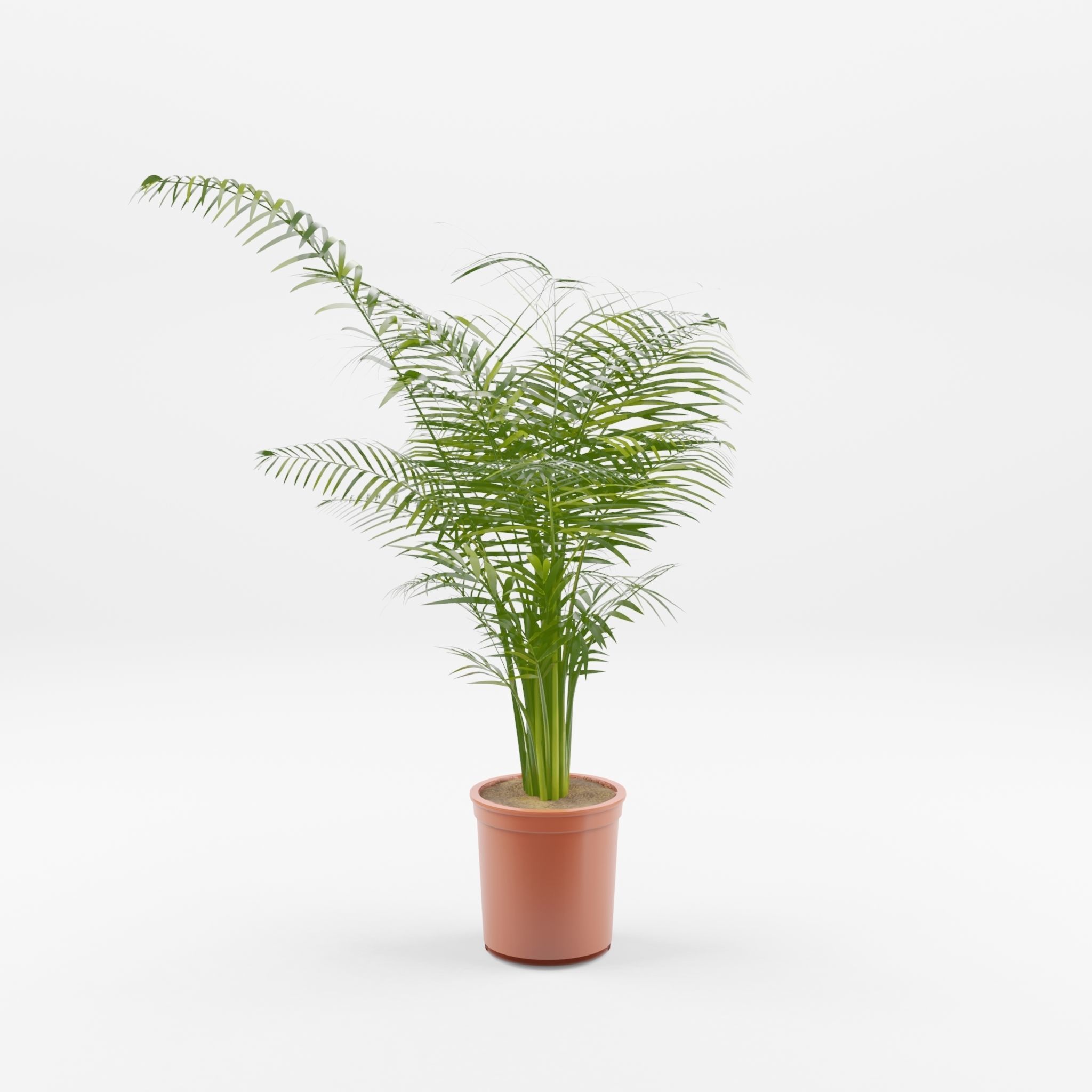 Areca Palm Houseplant 3D Model Low-poly 3D model_2