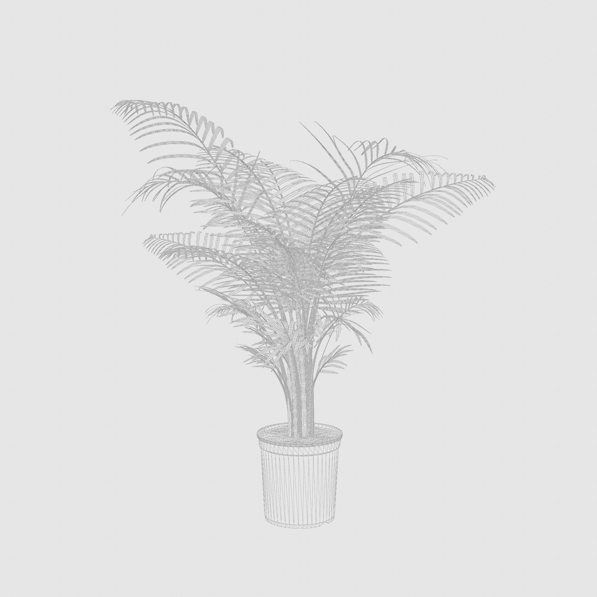 Areca Palm Houseplant 3D Model Low-poly 3D model_5