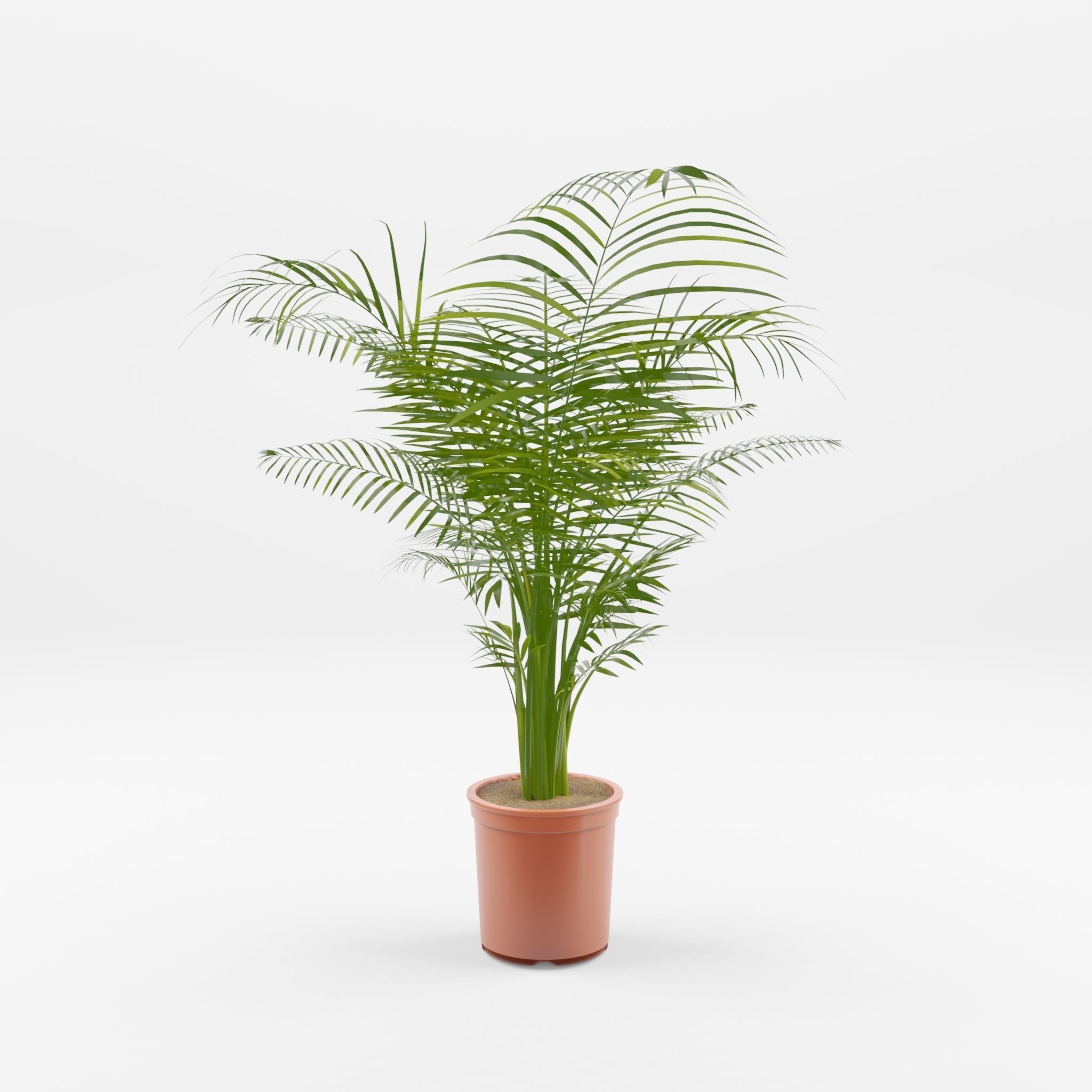 Areca Palm Houseplant 3D Model Low-poly 3D model_3