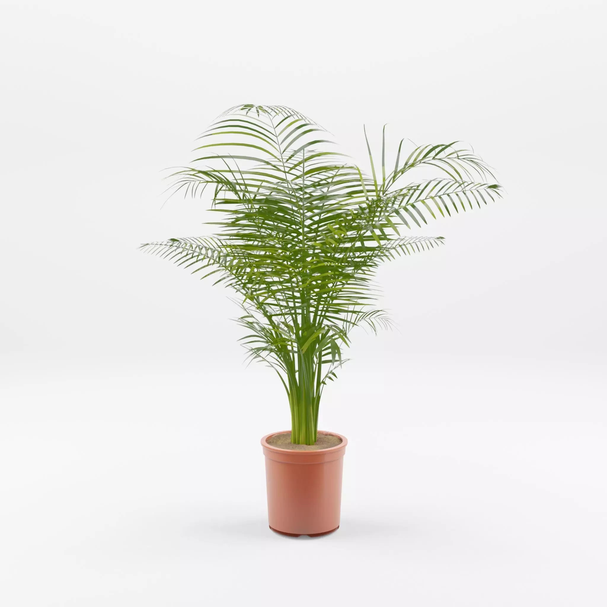 Areca Palm Houseplant 3D Model Low-poly 3D model_0