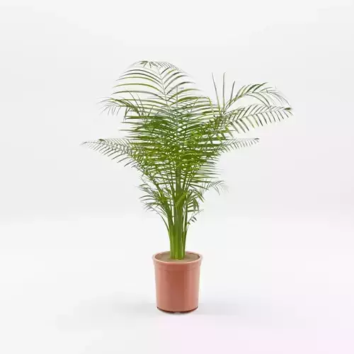 Areca Palm Houseplant 3D Model Low-poly 3D model