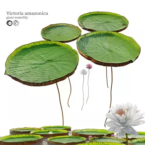 Victoria water lily 3D model