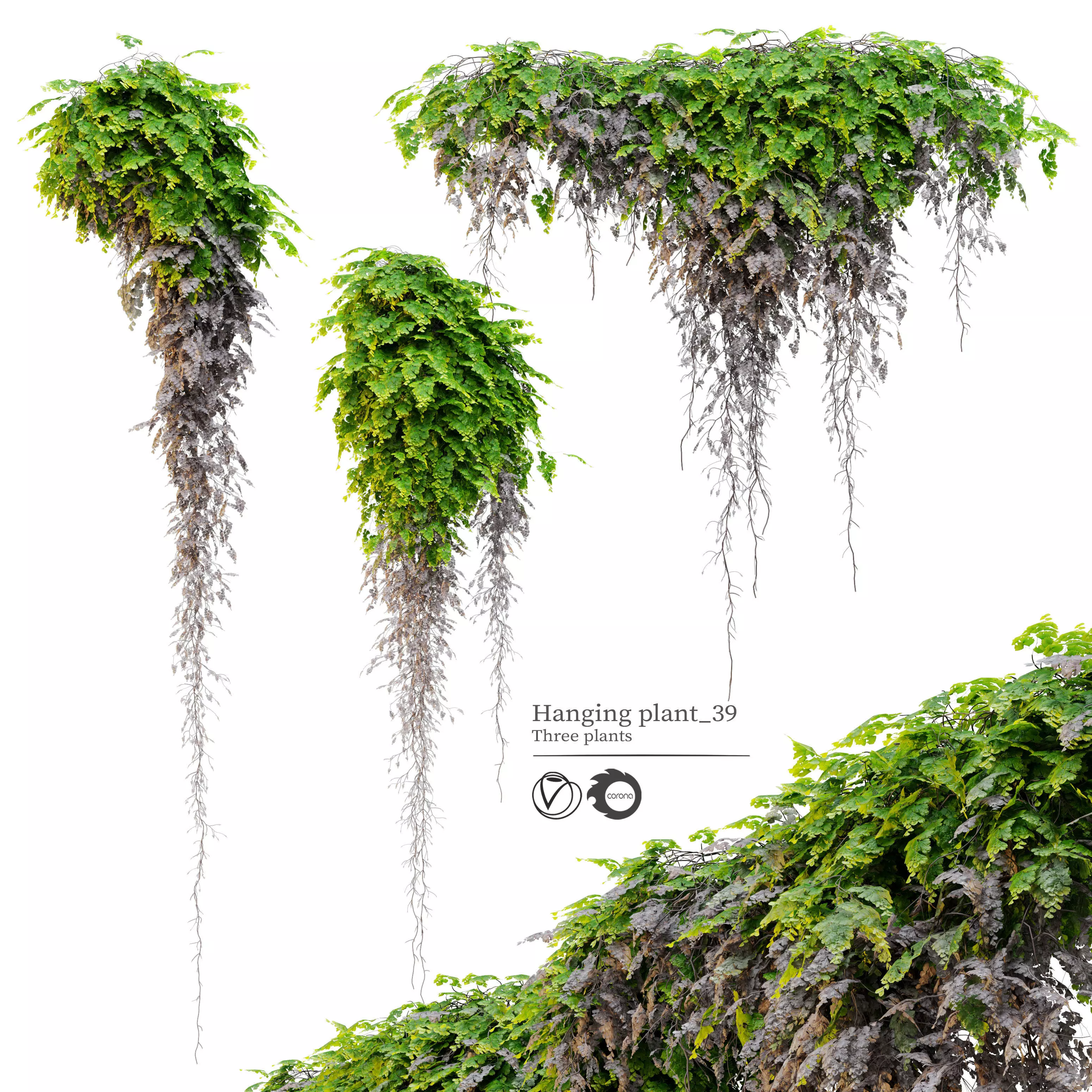 Hanging Plant 39 3D model