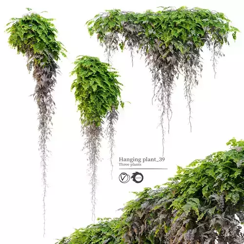 Hanging Plant 39