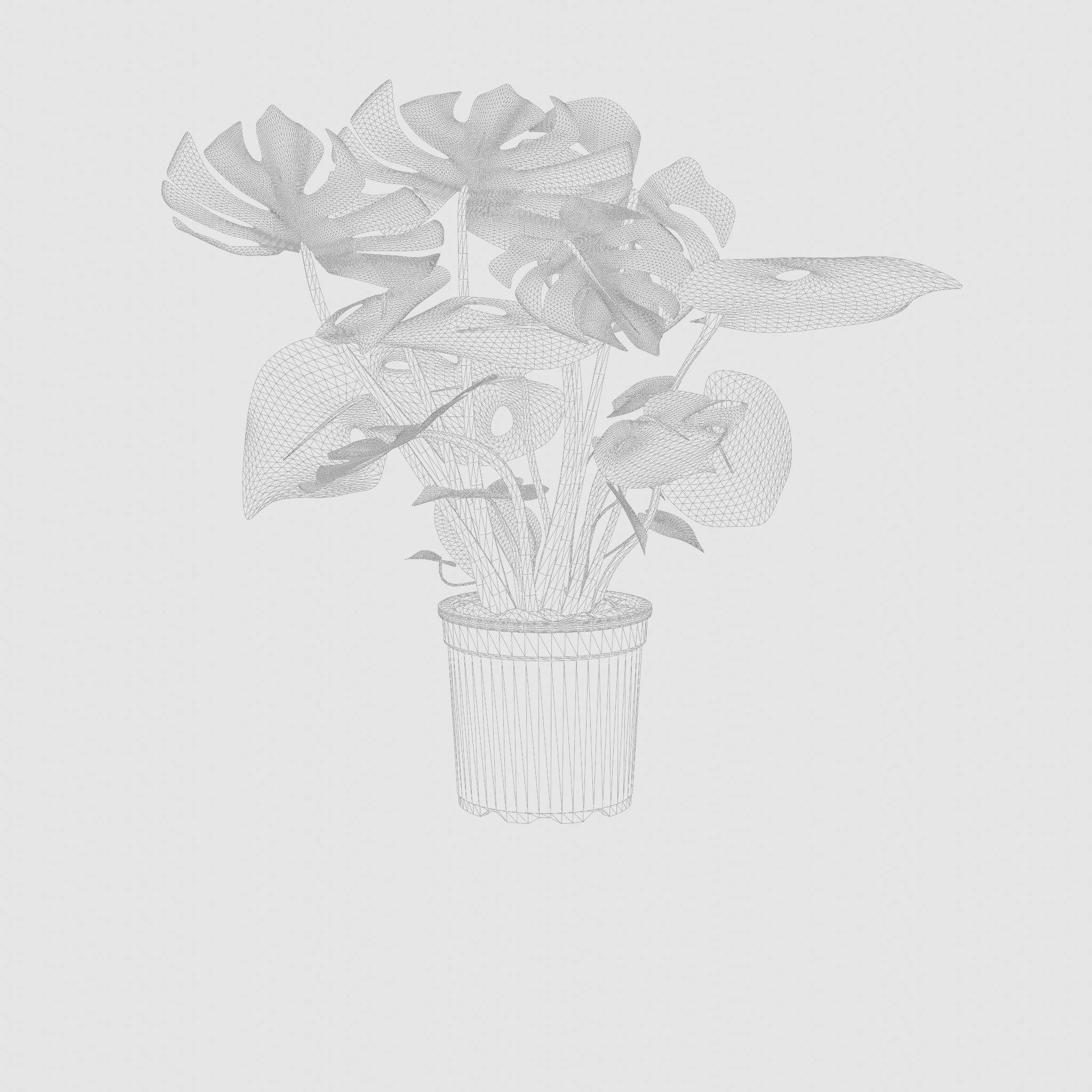 Swiss Cheese Plant 3D Model Low-poly 3D model_4