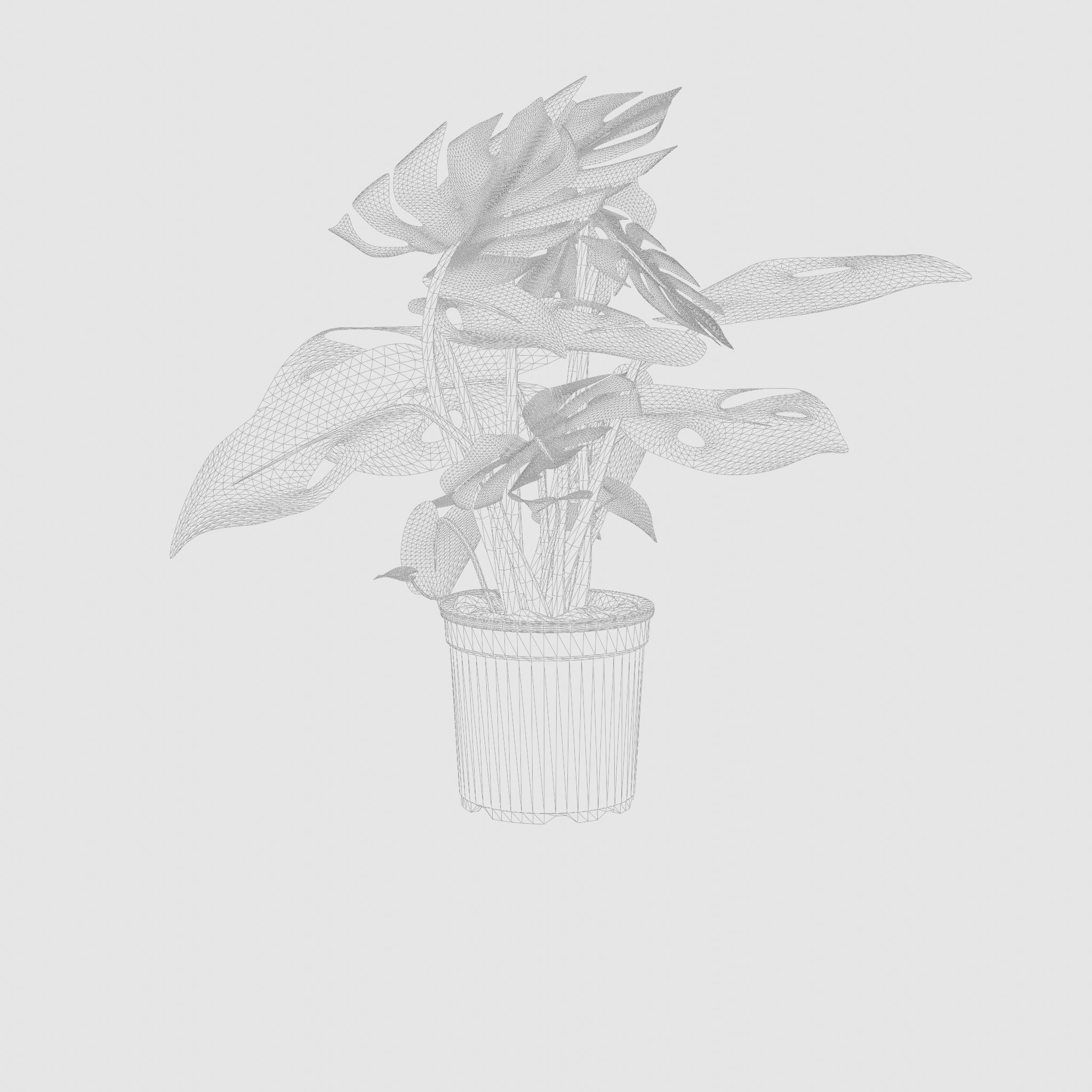 Swiss Cheese Plant 3D Model Low-poly 3D model_5