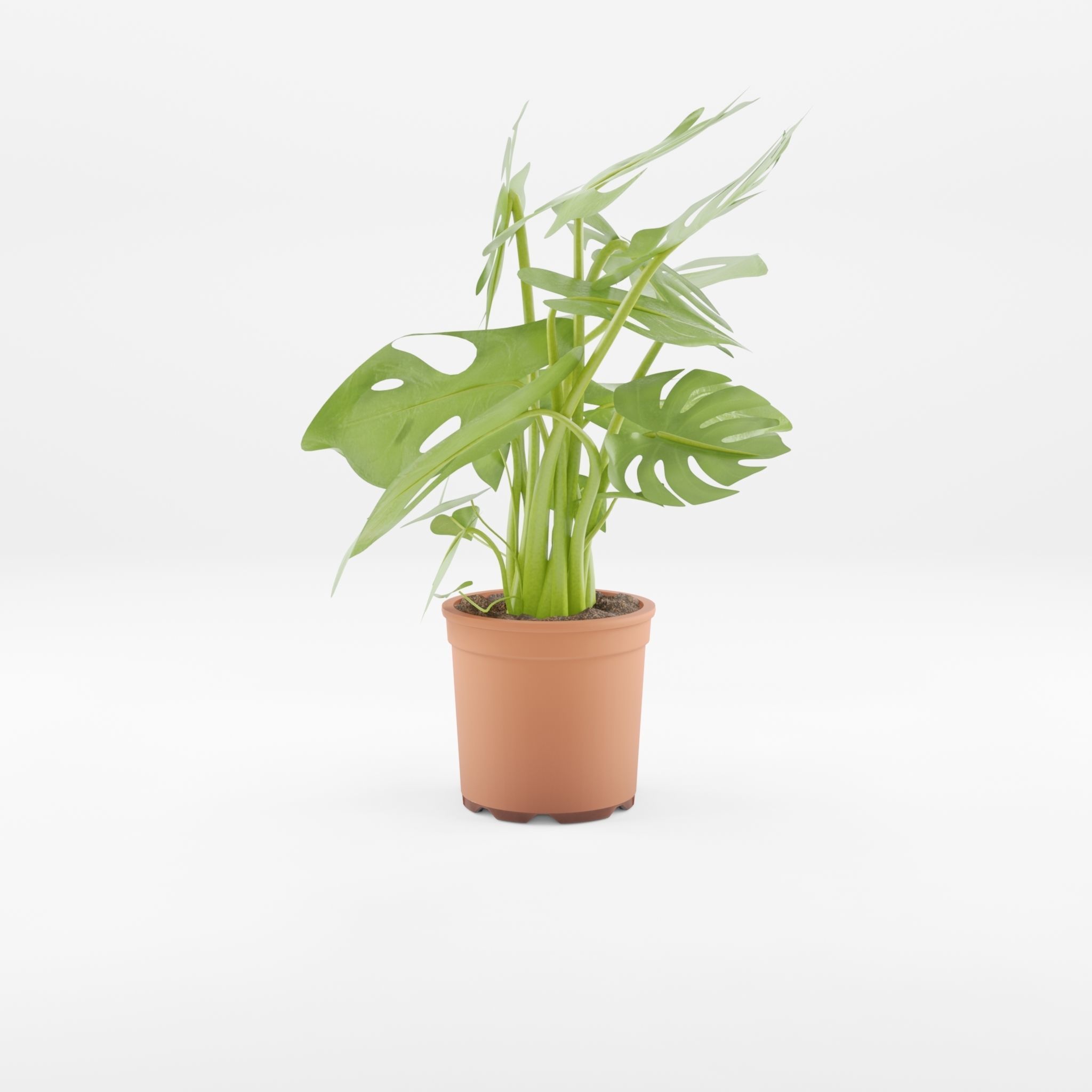 Swiss Cheese Plant 3D Model Low-poly 3D model_2
