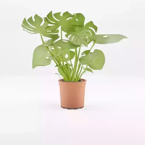 Swiss Cheese Plant 3D Model Low-poly 3D model