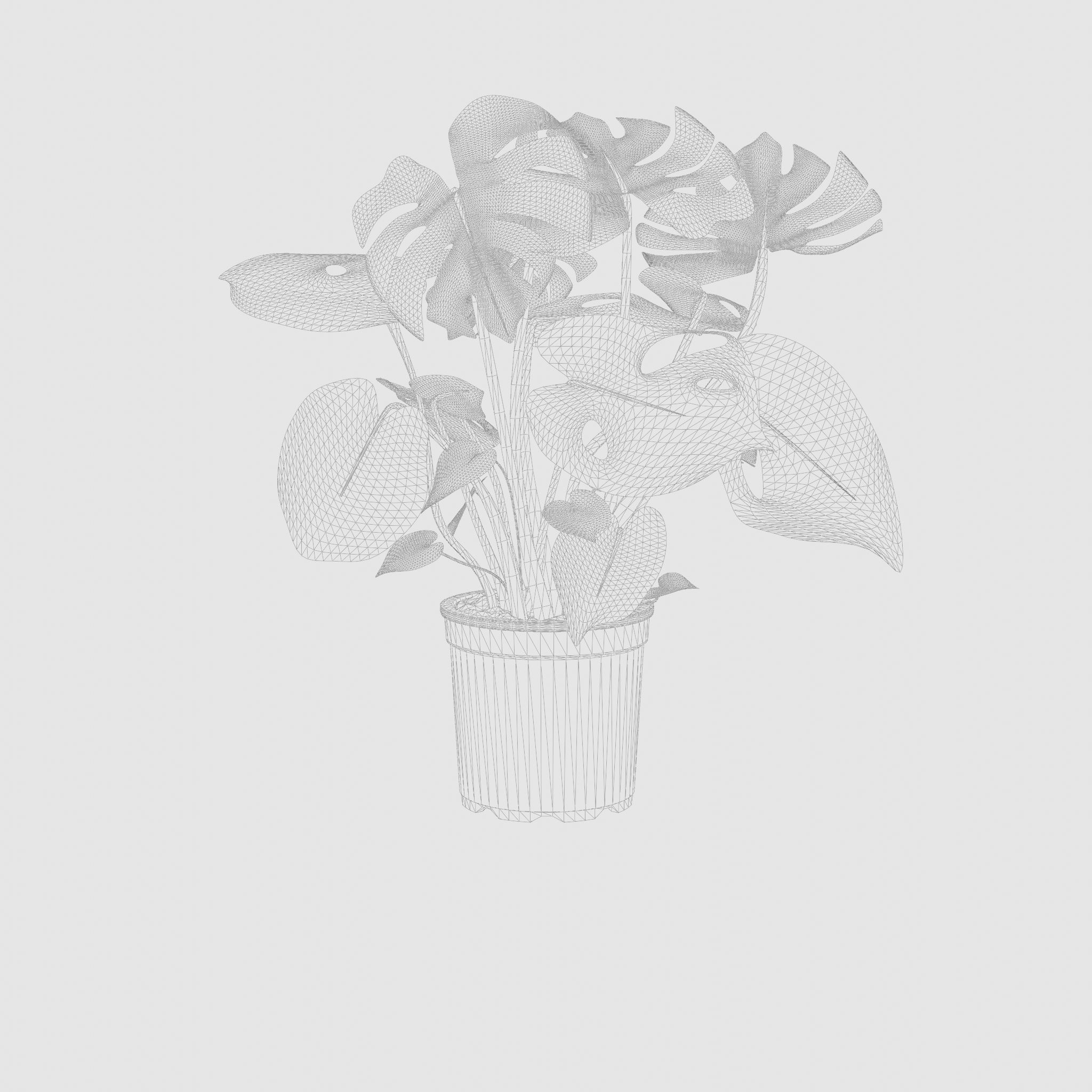 Swiss Cheese Plant 3D Model Low-poly 3D model_7