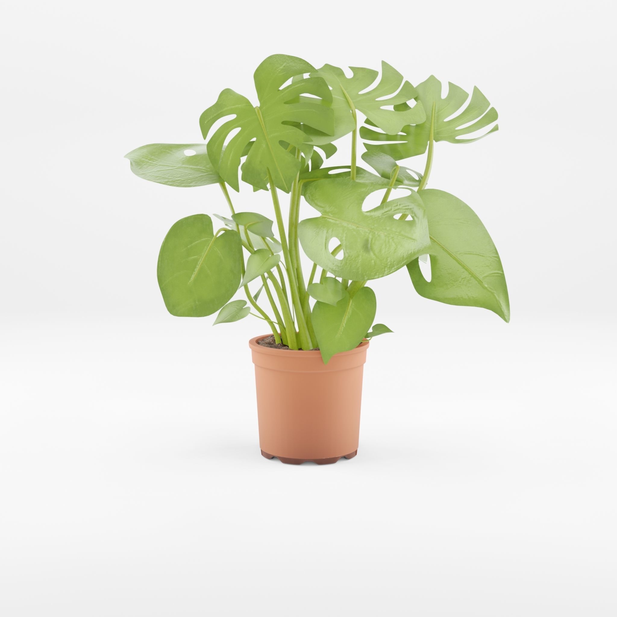 Swiss Cheese Plant 3D Model Low-poly 3D model_3