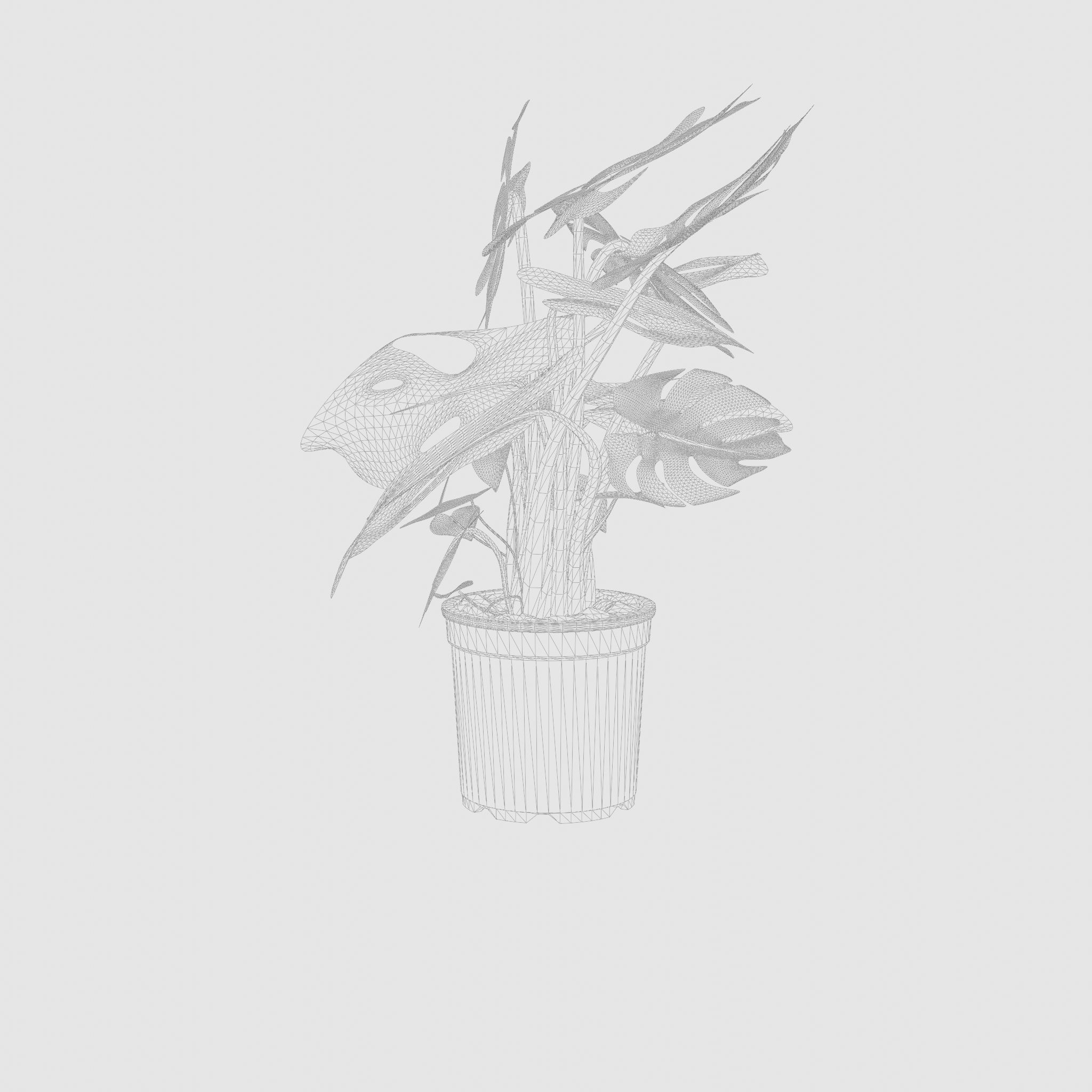 Swiss Cheese Plant 3D Model Low-poly 3D model_6