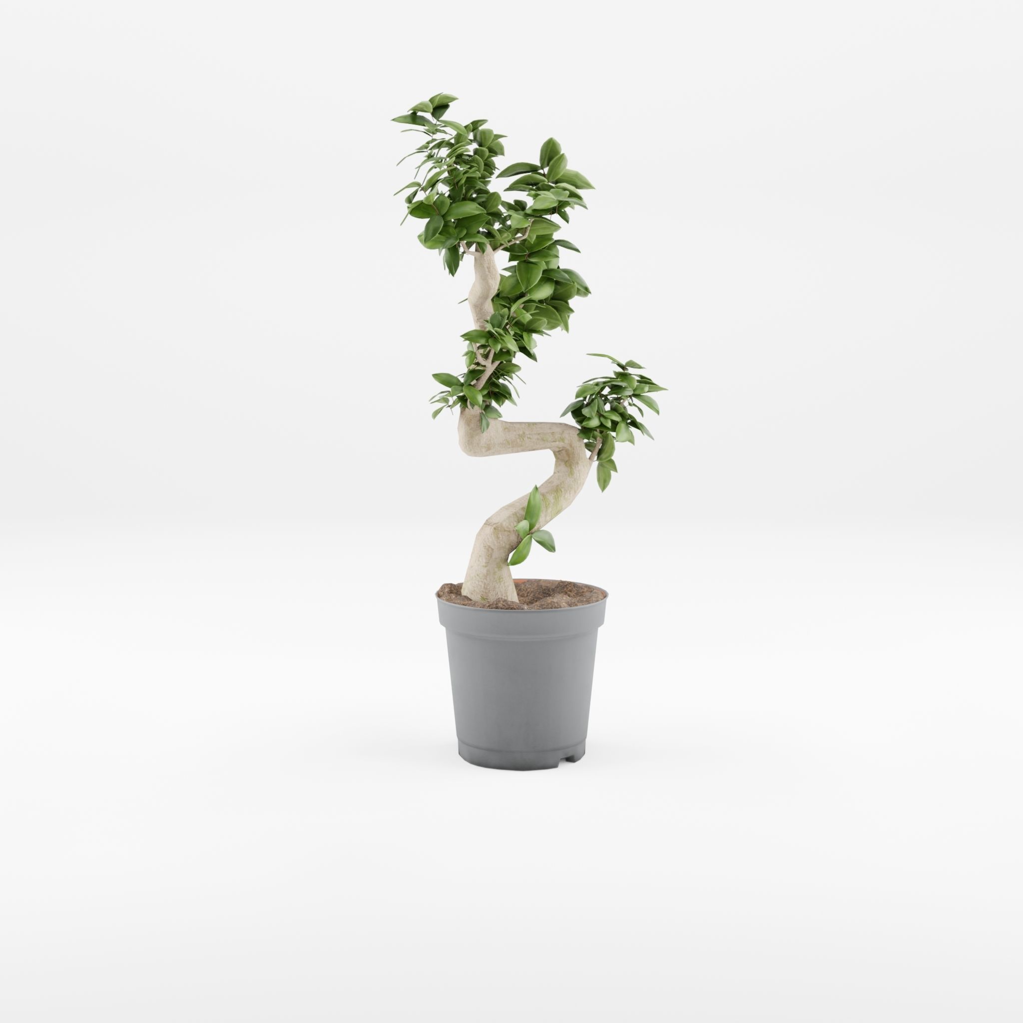 Chinese Banyan Tree 3D Model Low-poly 3D model_1