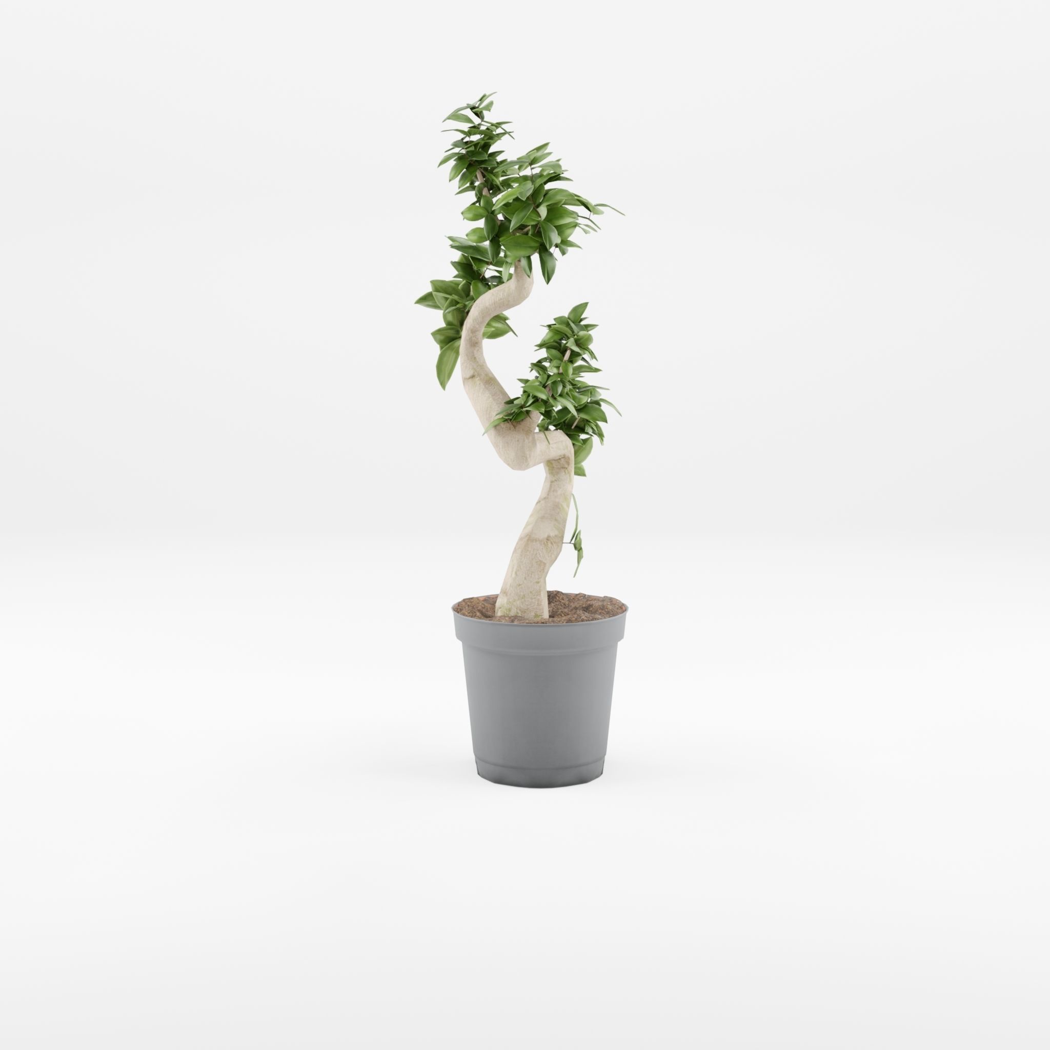 Chinese Banyan Tree 3D Model Low-poly 3D model_2