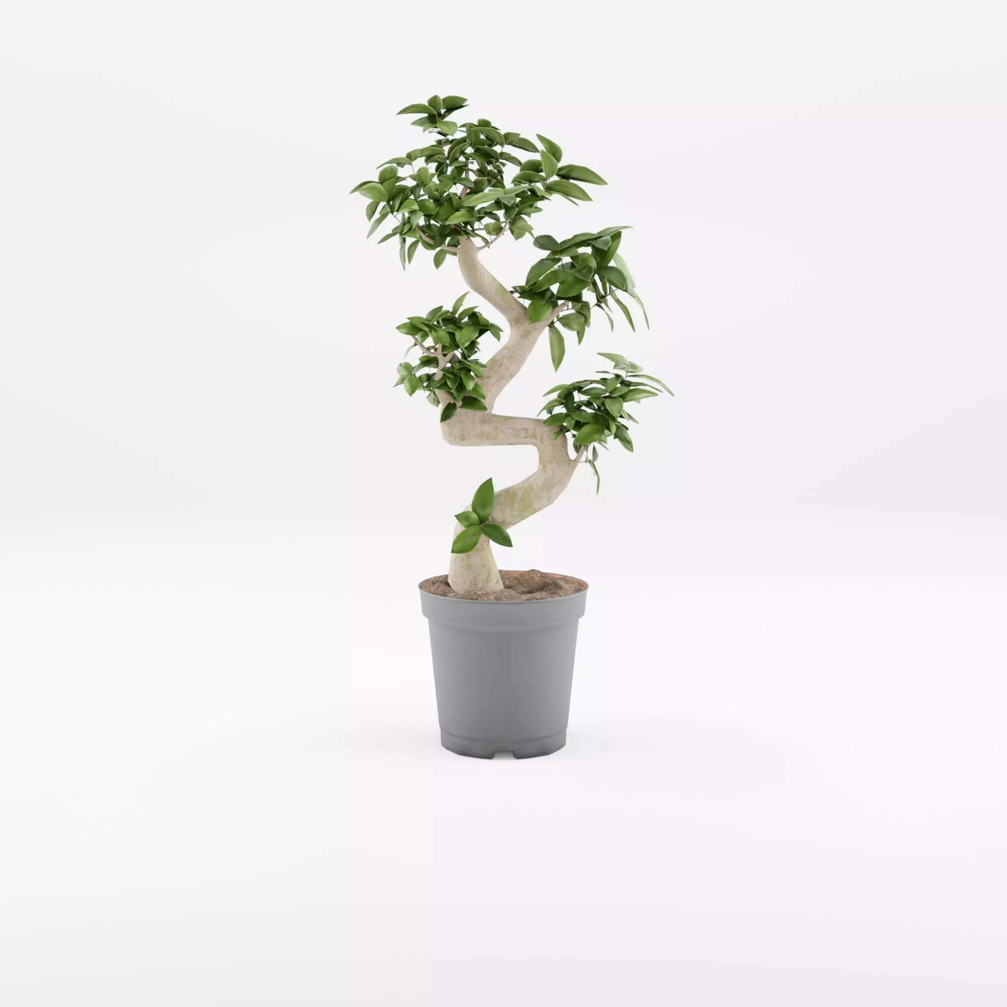 Chinese Banyan Tree 3D Model Low-poly 3D model_0