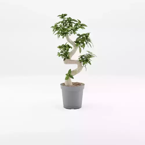 Chinese Banyan Tree 3D Model