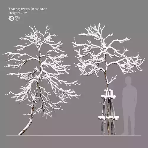 Winter young trees 3D model