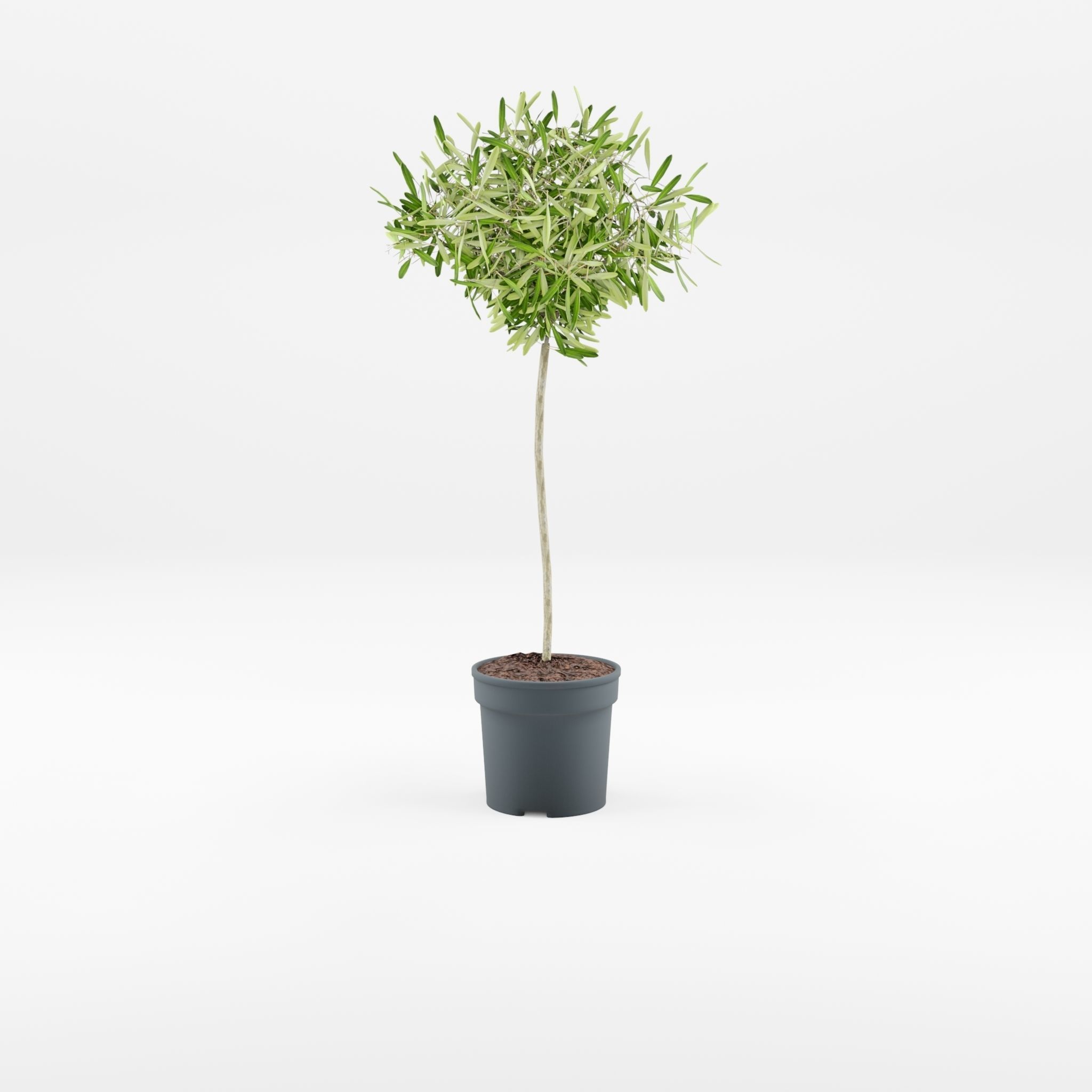 European Olive Houseplant 3D Model Low-poly 3D model_1