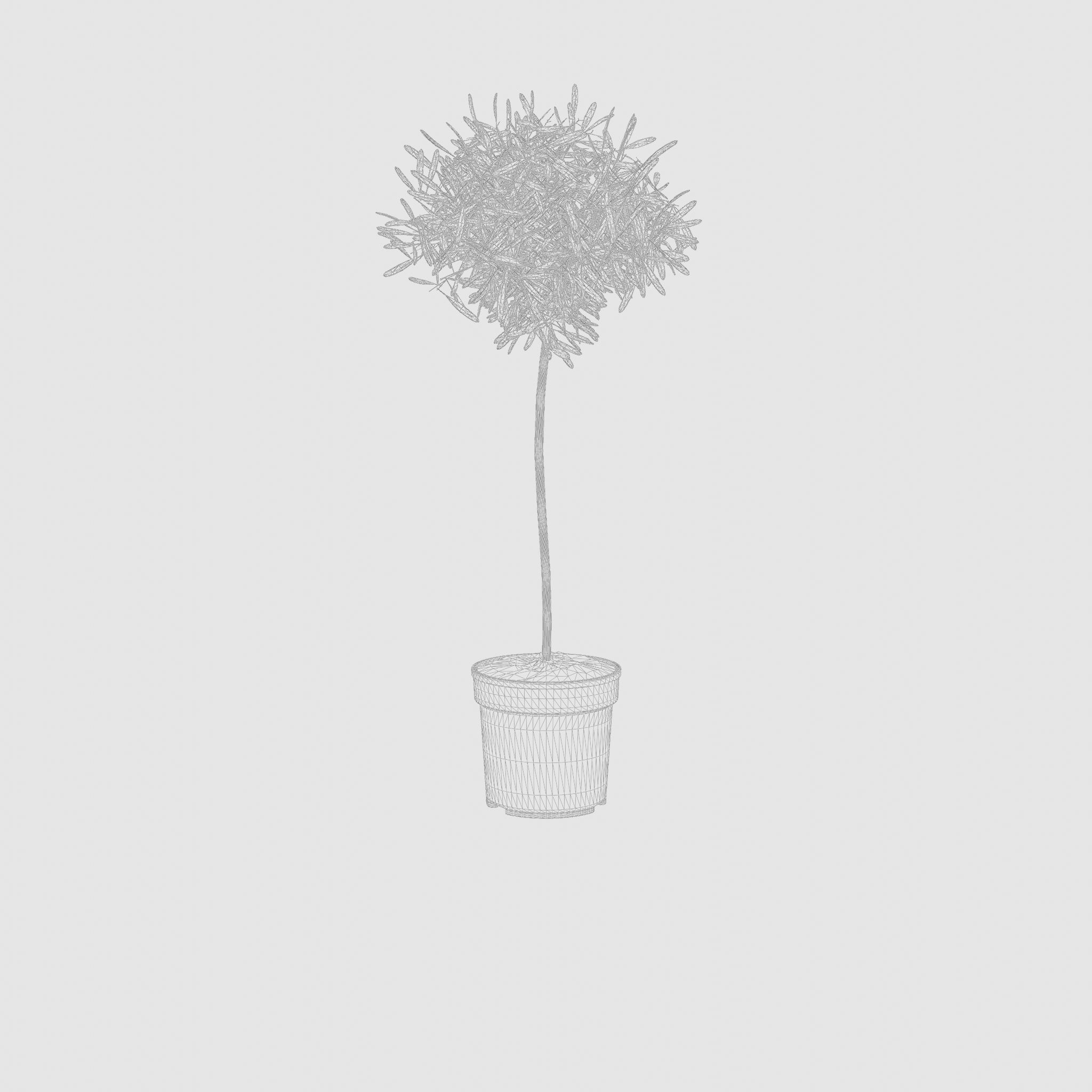 European Olive Houseplant 3D Model Low-poly 3D model_4