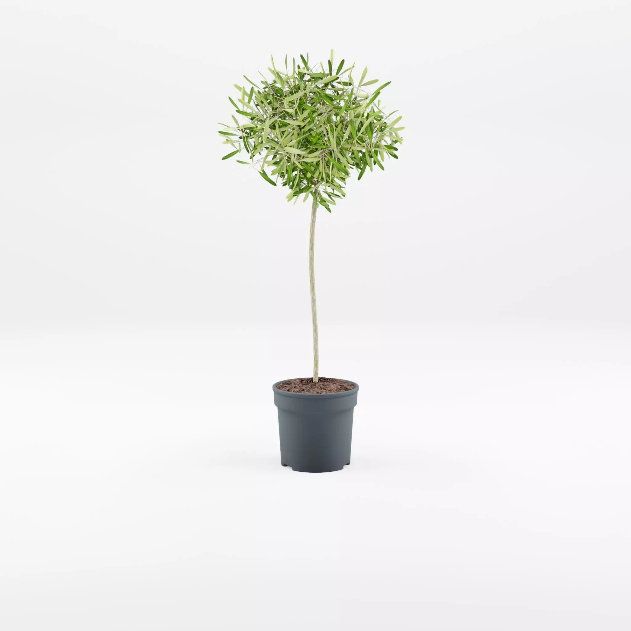 European Olive Houseplant 3D Model Low-poly 3D model_0