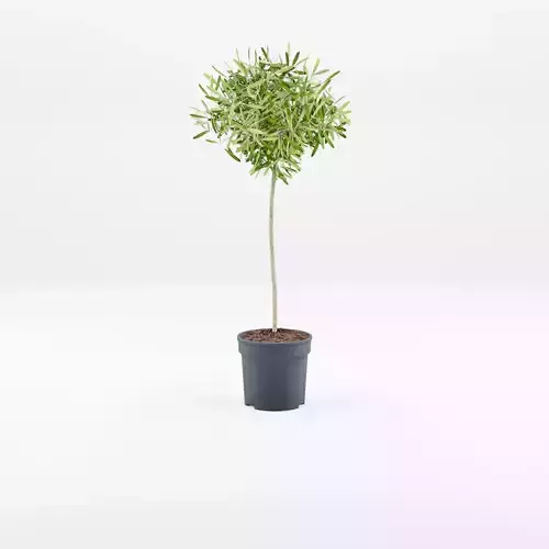 European Olive Houseplant 3D Model Low-poly 3D model