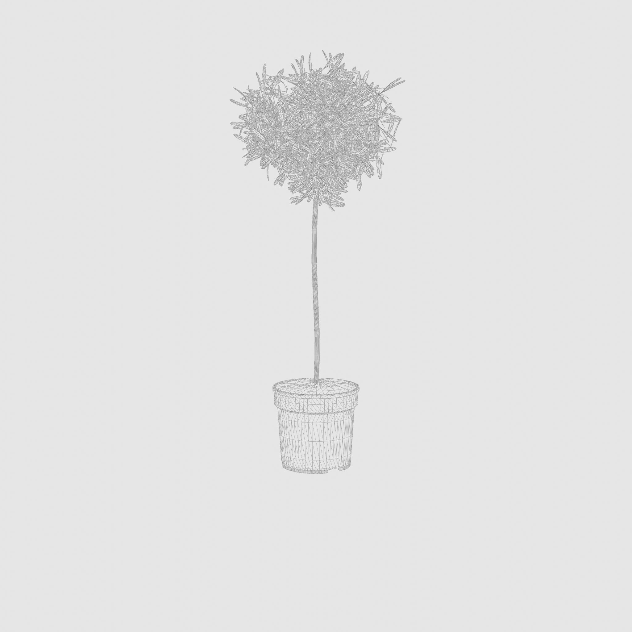 European Olive Houseplant 3D Model Low-poly 3D model_6