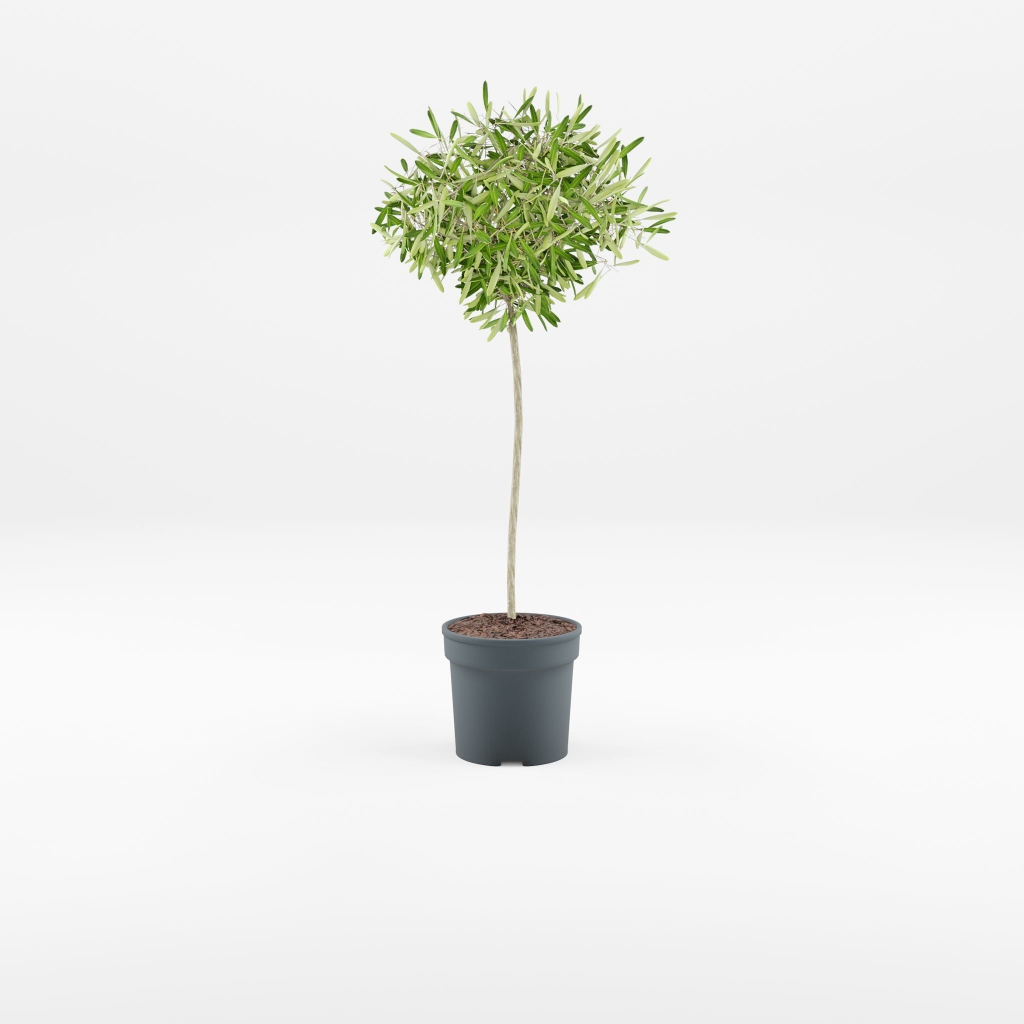 European Olive Houseplant 3D Model Low-poly 3D model_3