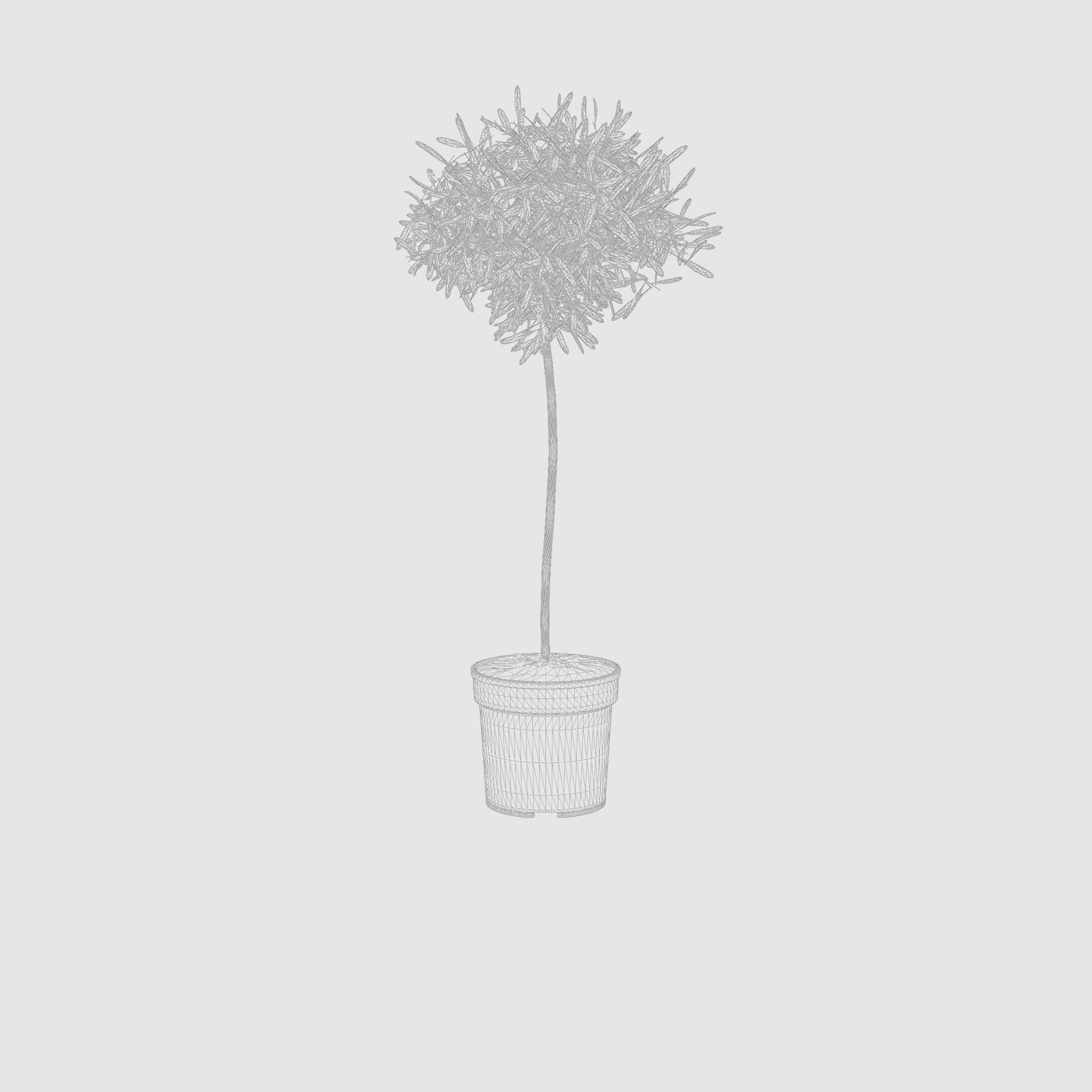 European Olive Houseplant 3D Model Low-poly 3D model_7
