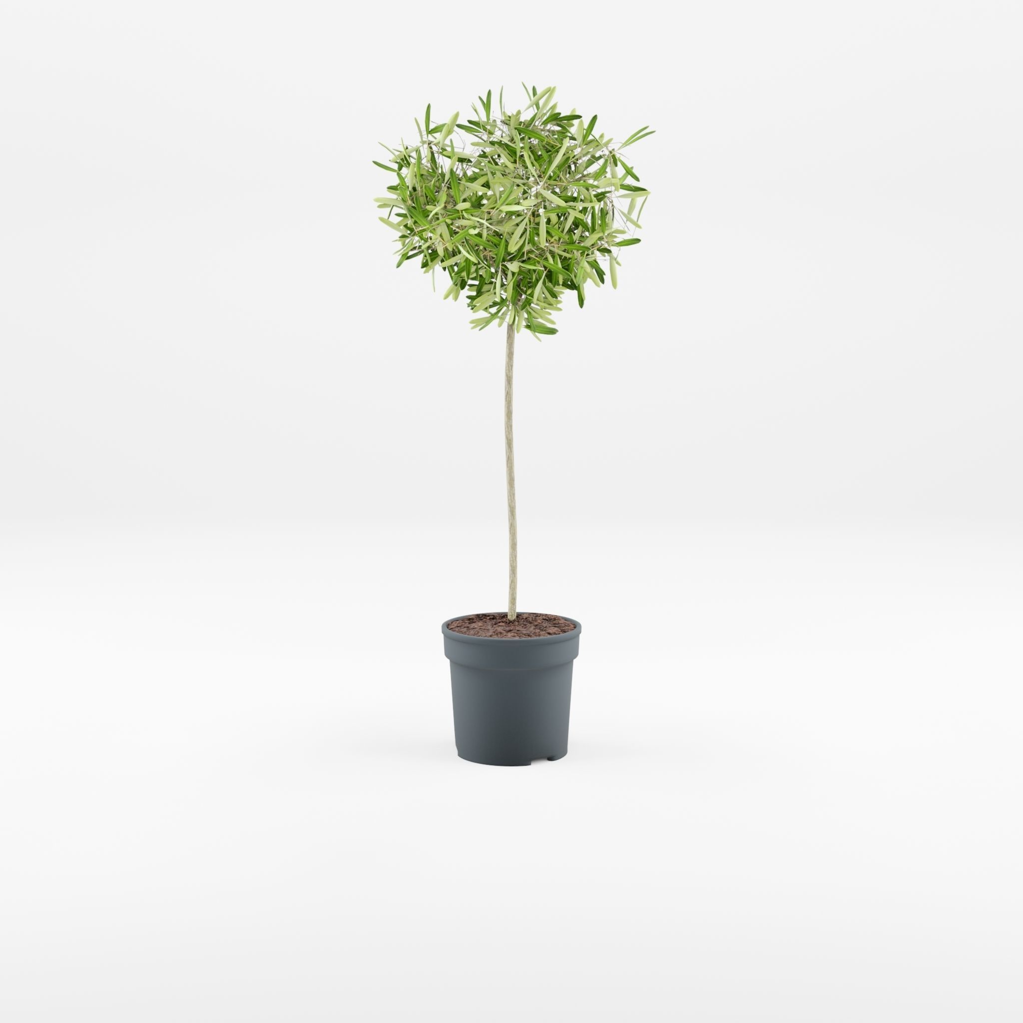 European Olive Houseplant 3D Model Low-poly 3D model_2
