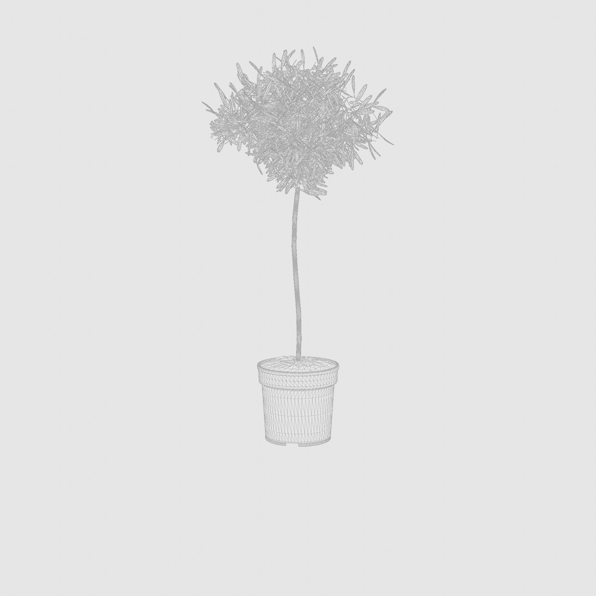 European Olive Houseplant 3D Model Low-poly 3D model_5