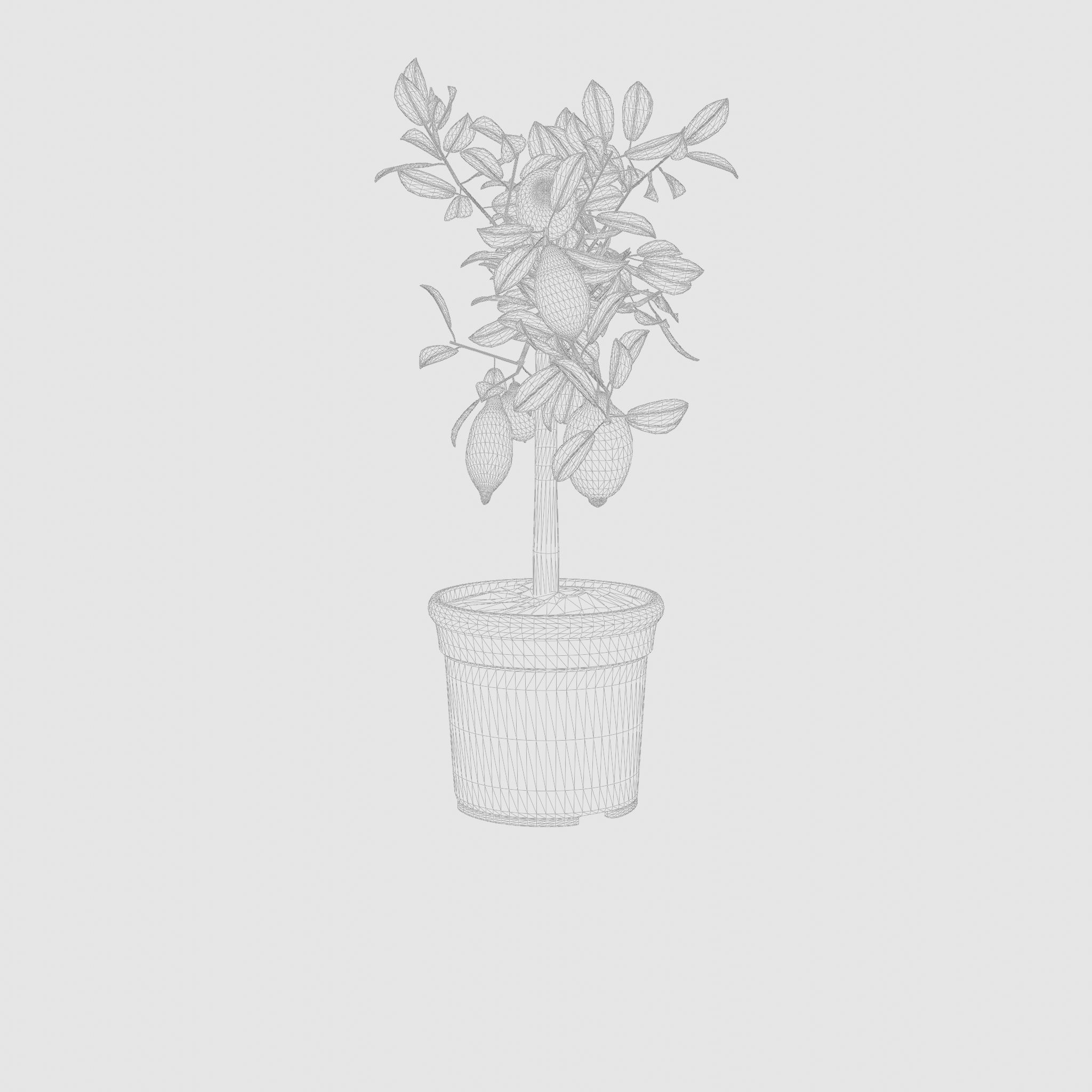 Lemon Tree Plant Citrus Lemon 3D Model Low-poly 3D model_6
