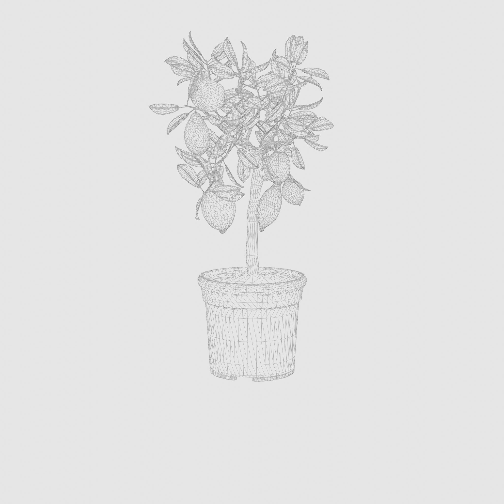 Lemon Tree Plant Citrus Lemon 3D Model Low-poly 3D model_5