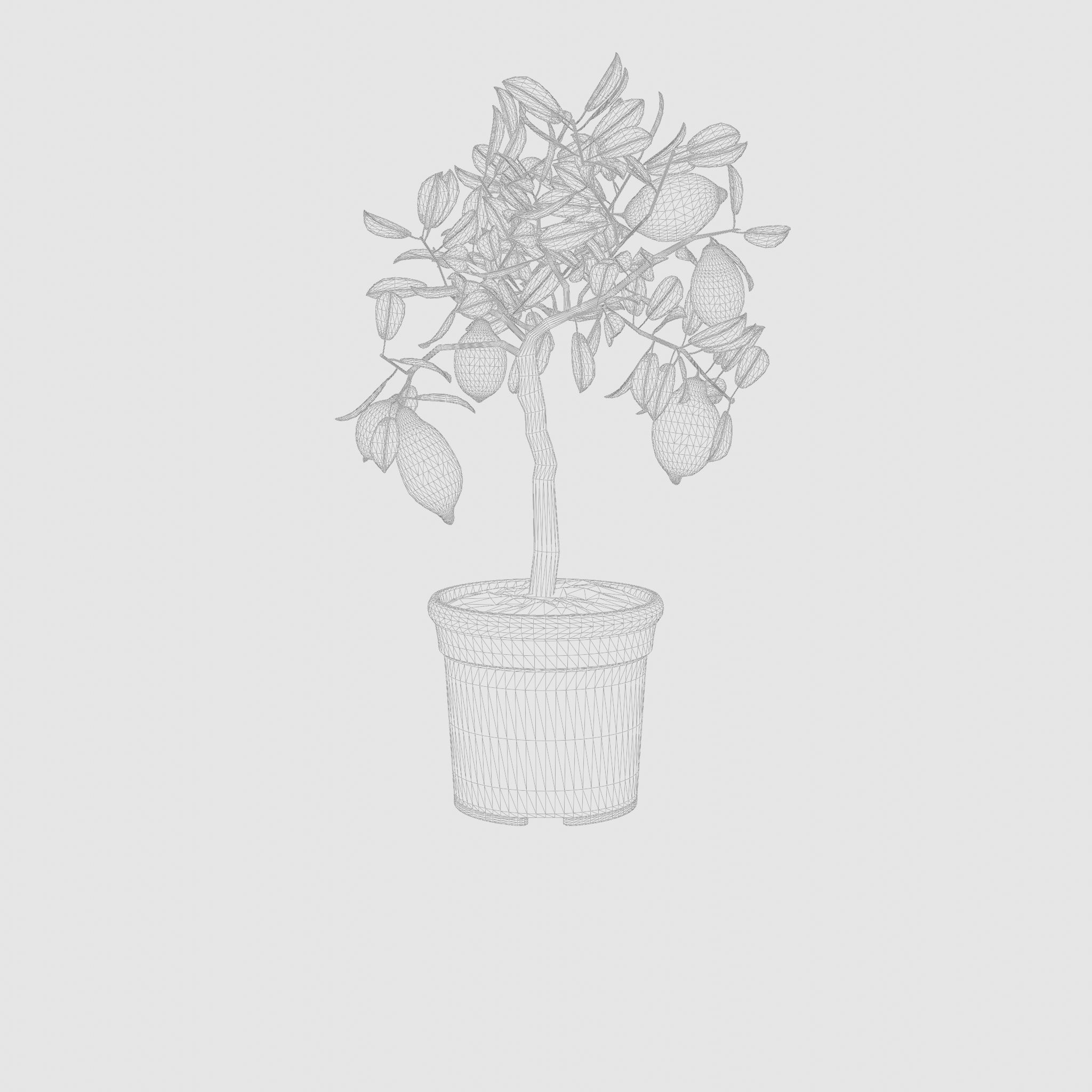 Lemon Tree Plant Citrus Lemon 3D Model Low-poly 3D model_7