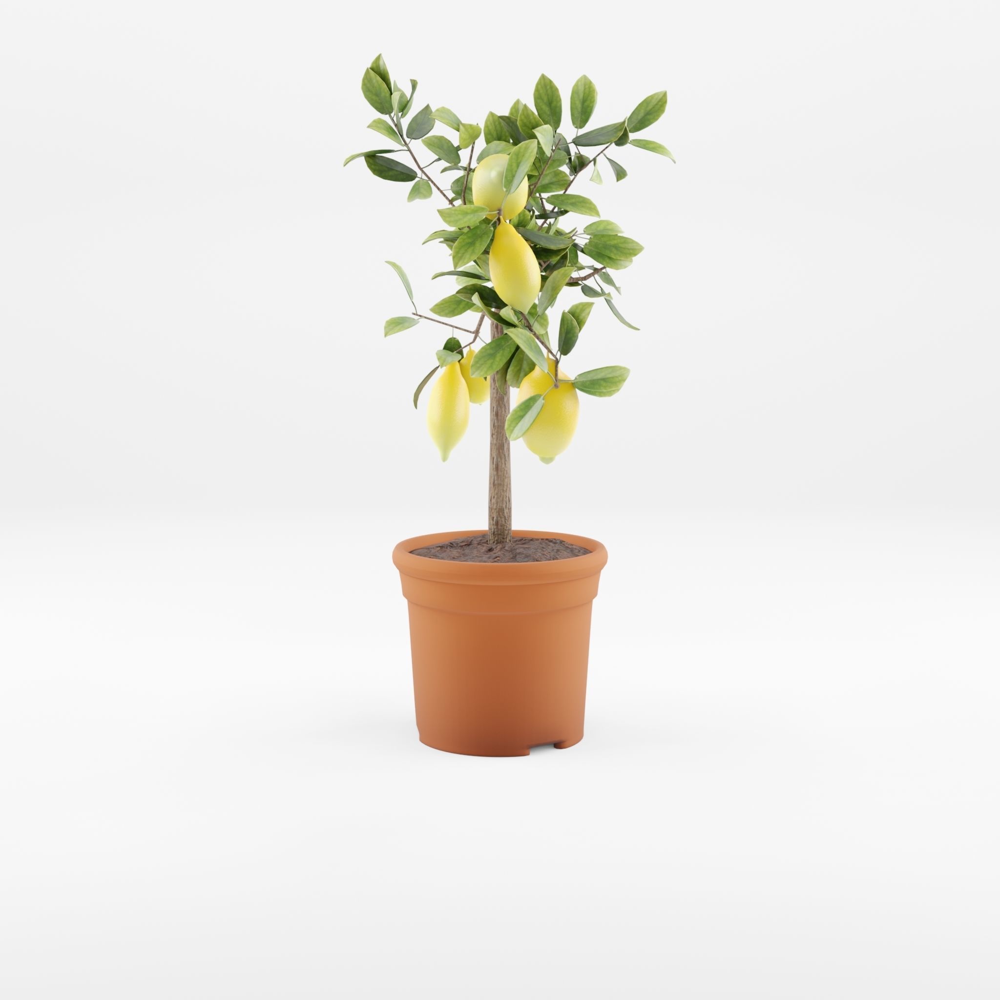 Lemon Tree Plant Citrus Lemon 3D Model Low-poly 3D model_2