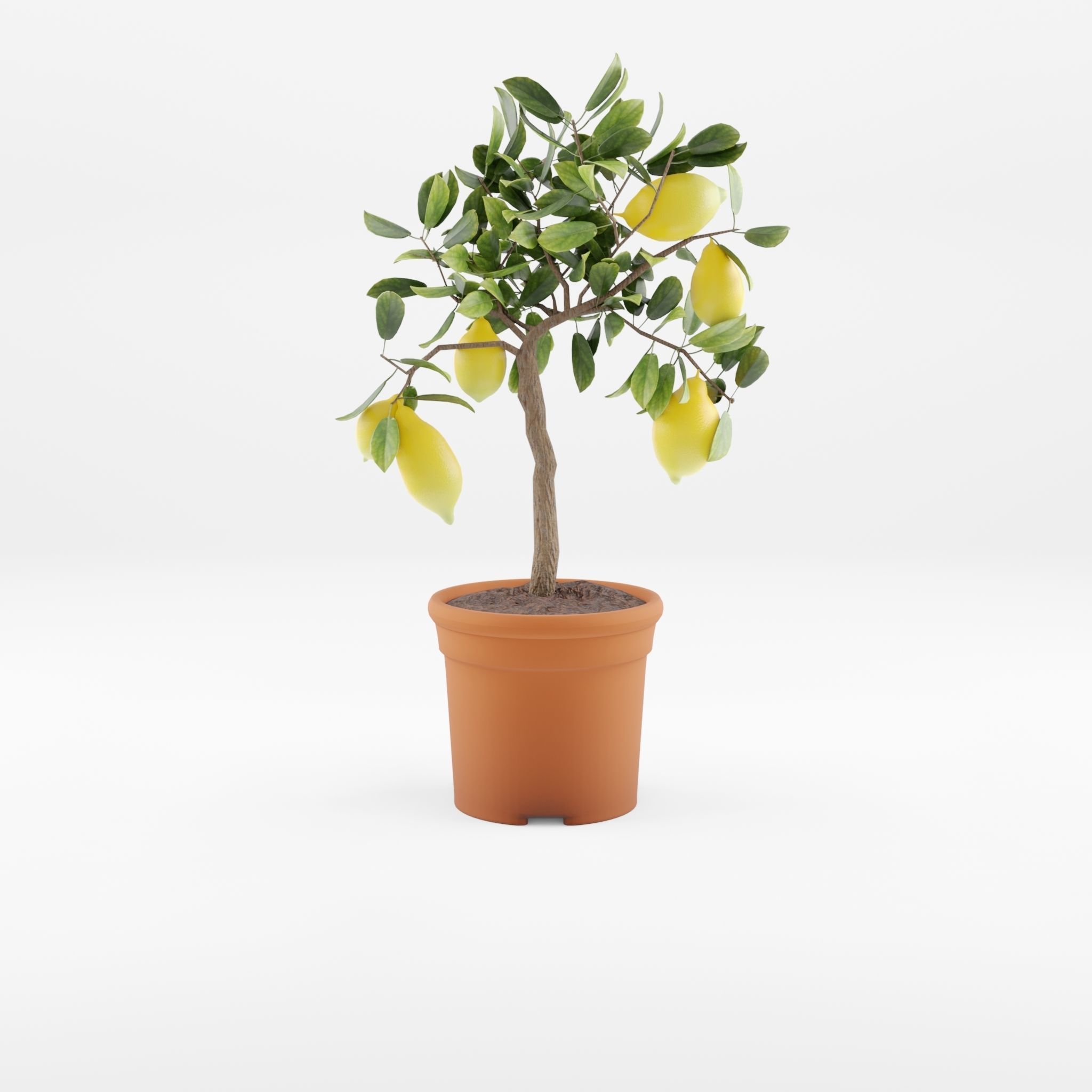 Lemon Tree Plant Citrus Lemon 3D Model Low-poly 3D model_3