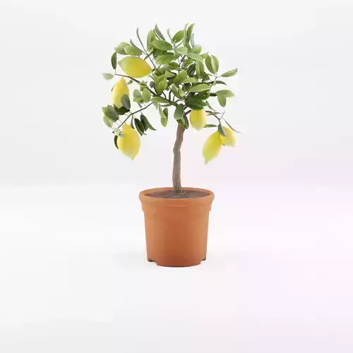 Lemon Tree Plant Citrus Lemon 3D Model Low-poly 3D model