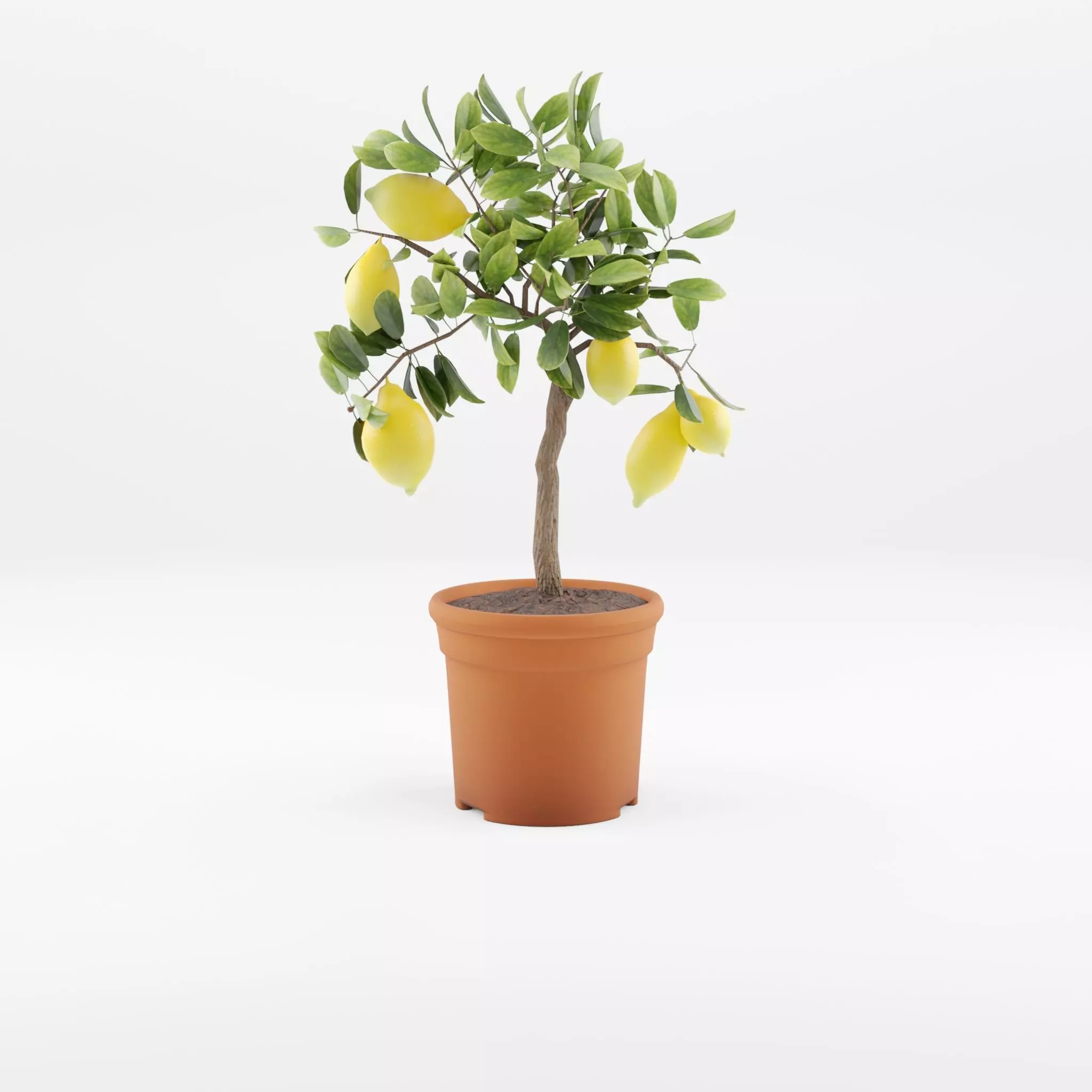 Lemon Tree Plant Citrus Lemon 3D Model Low-poly 3D model_0